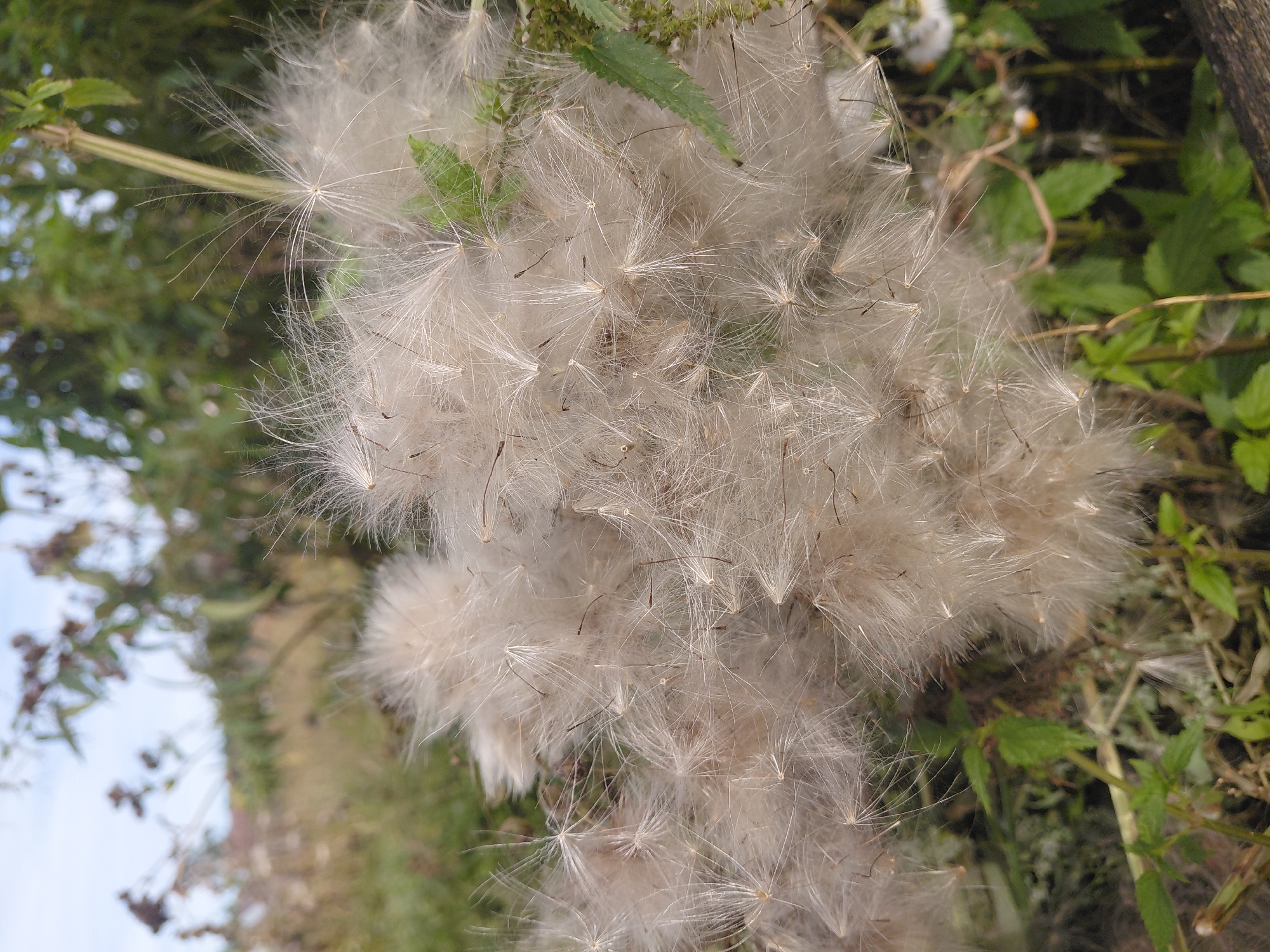A close-up, eye-level shot captures a cluster of fluffy, white seed heads from a plant, likely a thistle or dandelion, in an outdoor environment. The seeds are feathery and delicate, with fine filaments extending outwards from small central bodies. They are densely packed together, creating a soft, airy texture. In the background, blurred greenery and vegetation suggest a natural setting, possibly a field or garden. The sky is visible in the upper portion of the frame, appearing pale and slightly overcast. No people or animals are present in the image. The scene is located in Malinovka, Russia.
