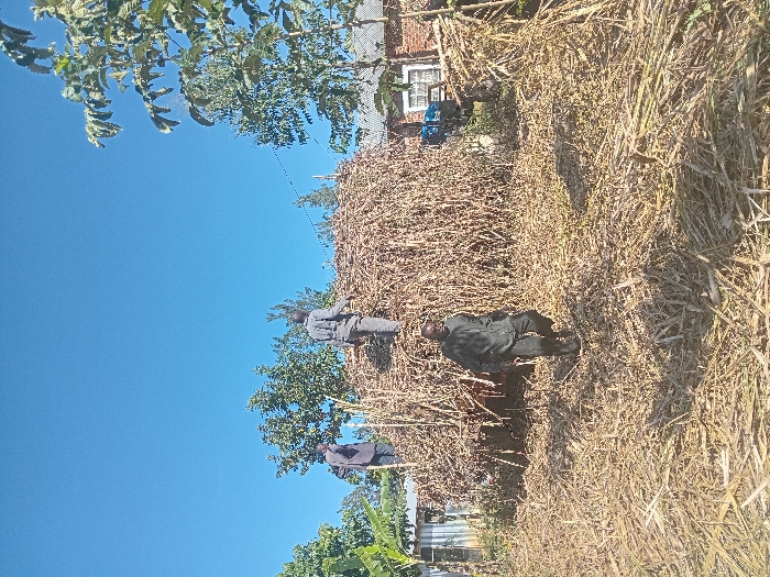 This image captures an outdoor agricultural scene in Chevaywa ward, Kenya, under a clear blue sky. A large, roughly conical pile of dry sugarcane stalks or similar fibrous plant material dominates the central mid-ground. The immediate foreground is covered with scattered dry plant residue. Three adult males are present. One man, dressed in dark clothing, walks across the lower-left foreground towards the center. Two additional men, also in dark attire, stand on top of the large pile of stalks, appearing to be engaged with the material. In the background, various trees with green foliage are visible, along with two distant structures: a light-colored building with a corrugated iron roof on the left, and a red brick building featuring white-framed windows on the right.