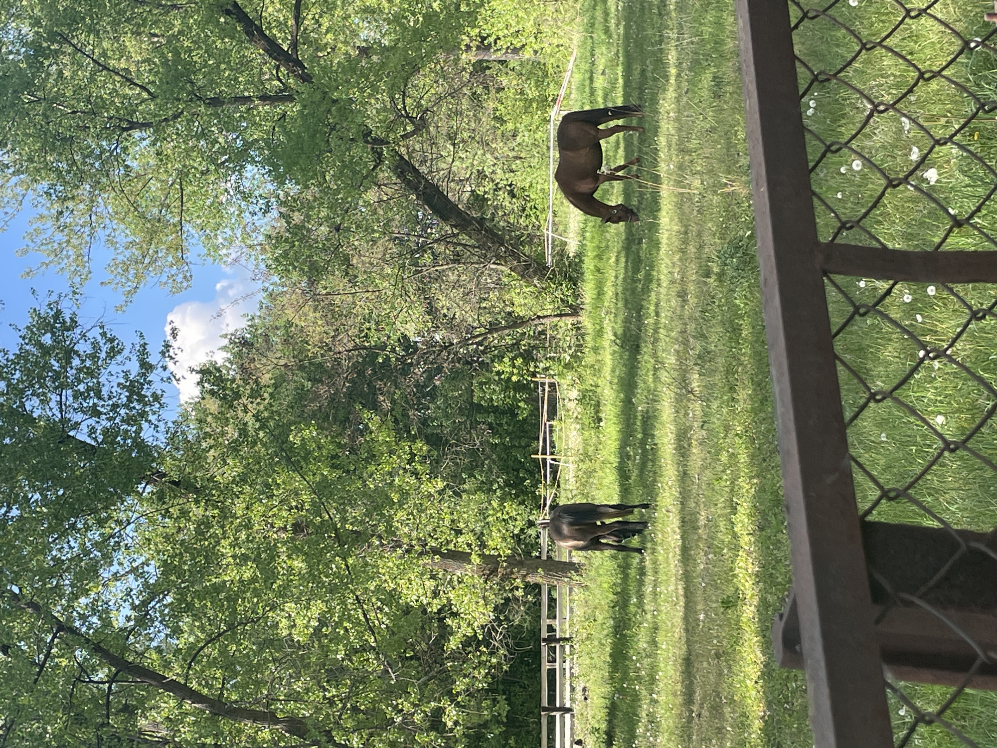 The image shows a grassy field with two brown horses grazing. A white fence runs horizontally across the midground, and a metal fence with a square pattern is partially visible on the right side of the frame. Trees with green foliage surround the field, and a blue sky with clouds is visible in the upper left corner. The location is Unknown, Unknown.
