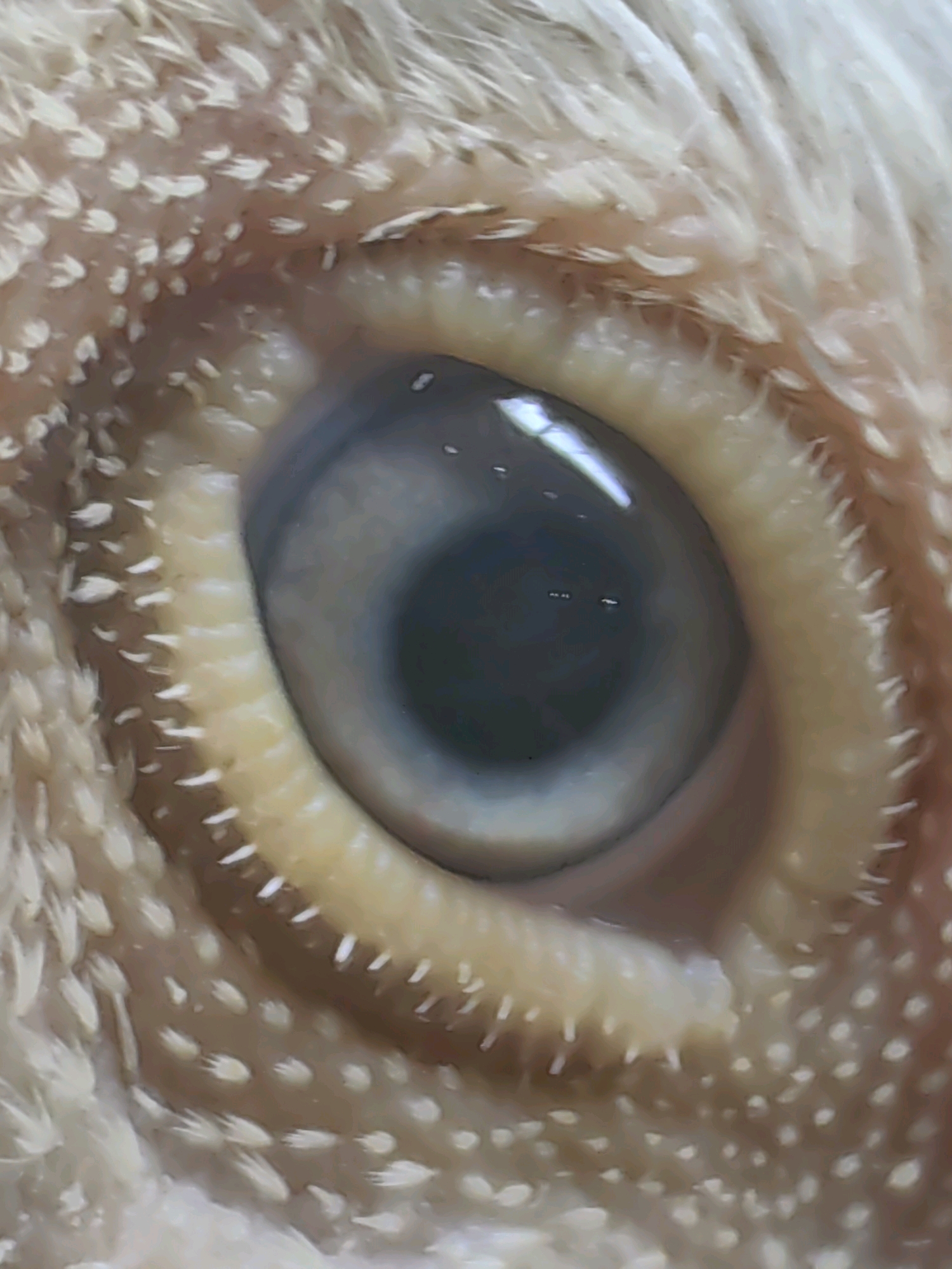 The image is a close-up, macro photograph of an animal's eye. The iris is a pale blue-gray, and the pupil is a dark, circular void. The eye is surrounded by a textured eyelid, which appears to be covered in fine, hair-like structures. The overall impression is one of detailed observation of a biological subject. There is no information in the image to indicate the location in Mumbai, India, or any other environmental context.