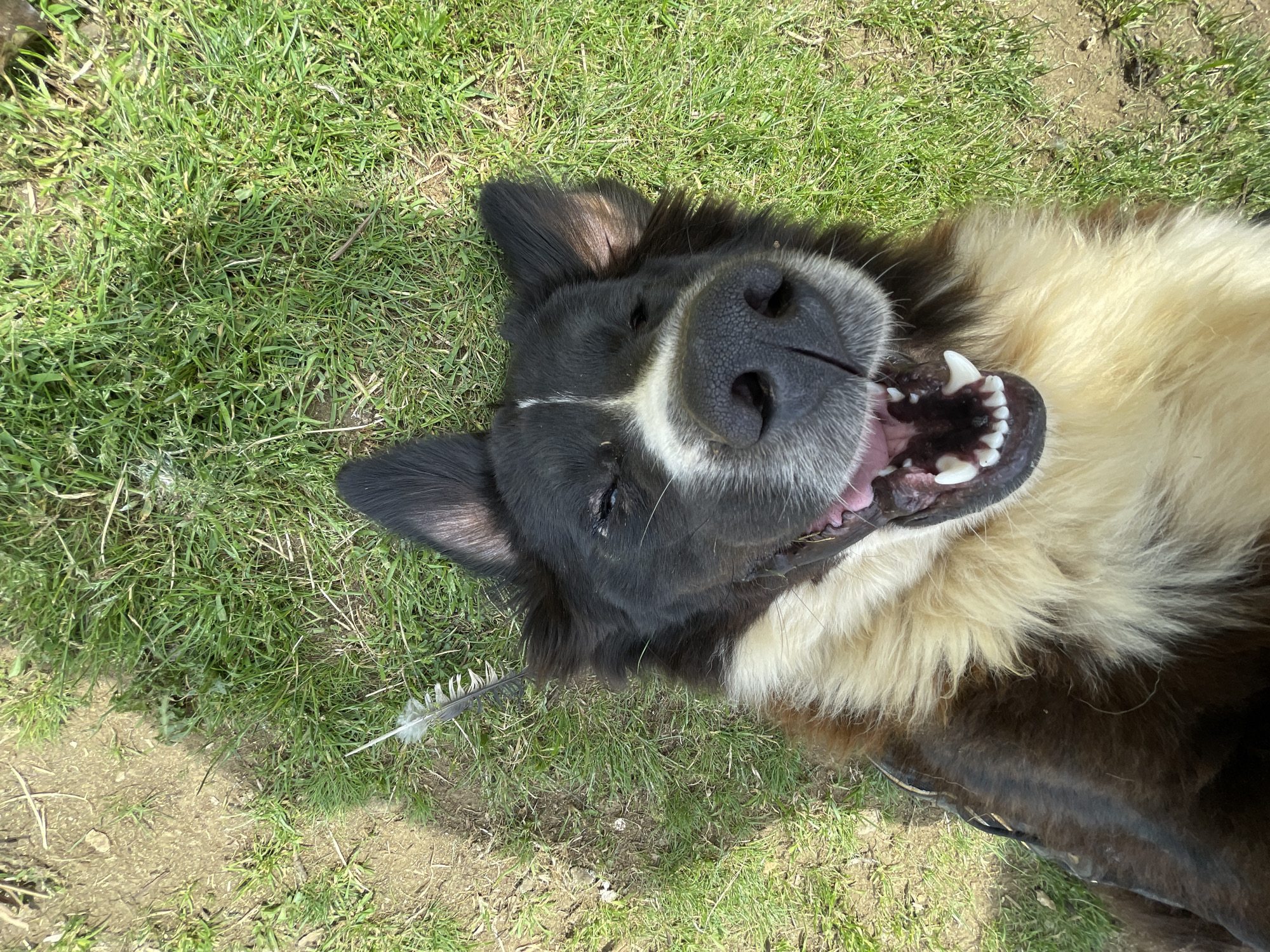 A dog lies on its back in green grass with dirt patches. The dog has black fur with a white stripe on its face and tan fur around its neck. Its mouth is open, revealing teeth. A feather rests on the grass near the dog. The location is Zlatograd, Bulgaria.