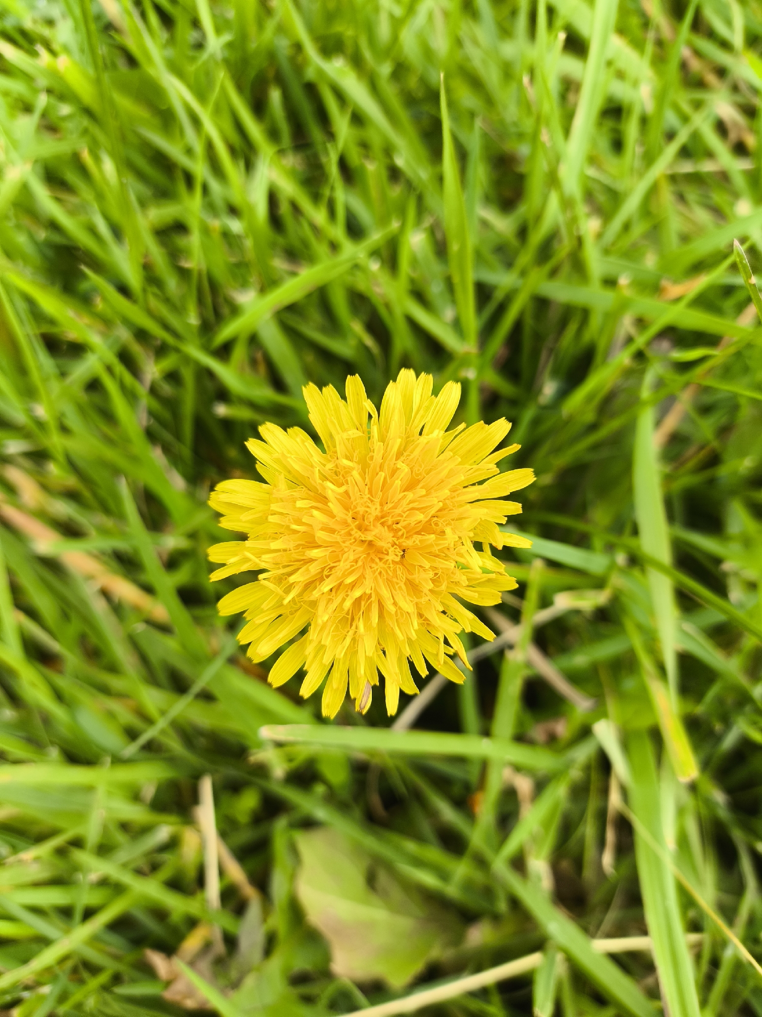A close-up, overhead shot captures a solitary, bright yellow dandelion flower in full bloom, centered within a dense expanse of vibrant green grass. The flower's petals radiate outwards from a complex, tightly packed center. The grass blades are varied in length and texture, some appearing sharp and pointed, while others are softer and more rounded. The lighting suggests an overcast day, with soft, diffused illumination that highlights the rich green tones of the grass and the cheerful yellow of the dandelion. The background is entirely composed of this lush green foliage, creating a natural, outdoor setting. There are no people or man-made objects visible.