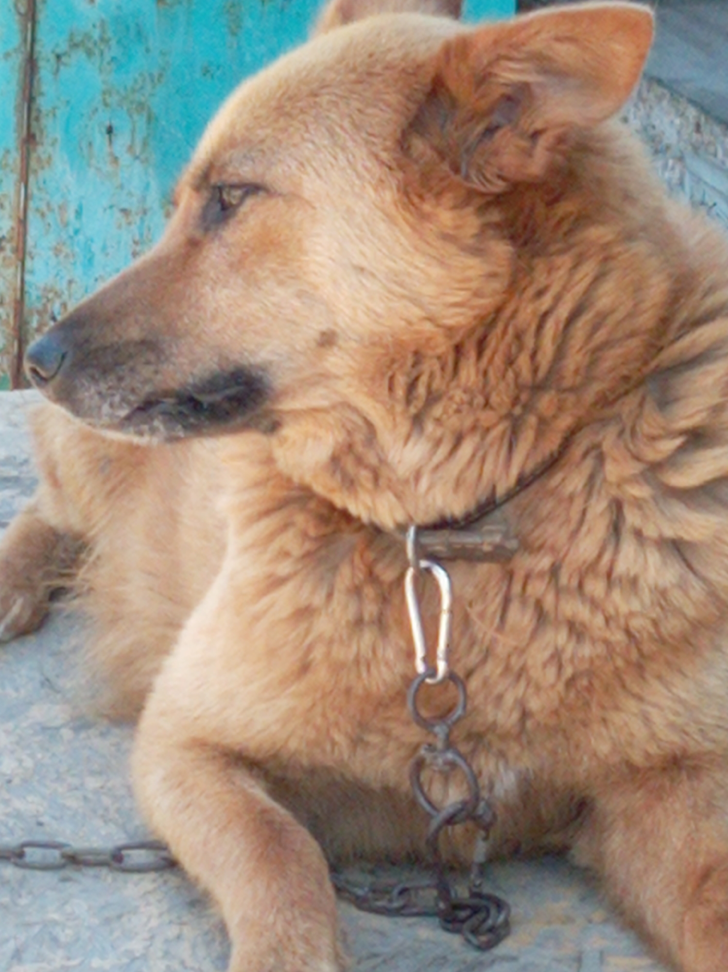 A medium shot, taken from a slightly elevated perspective, shows a light brown dog with dark brown markings on its snout and ears, lying on a textured, light gray surface. The dog is facing left, with its head turned to look slightly downwards. It is wearing a dark collar with a silver clip and a rusty metal chain attached. The background features a rustic, weathered blue metal wall or door. The lighting suggests an outdoor daytime setting, possibly in a yard or alleyway. The image quality is moderate, with some visible noise and soft focus. The specific location within Artyom, Russia, is not determinable from the visual information provided.