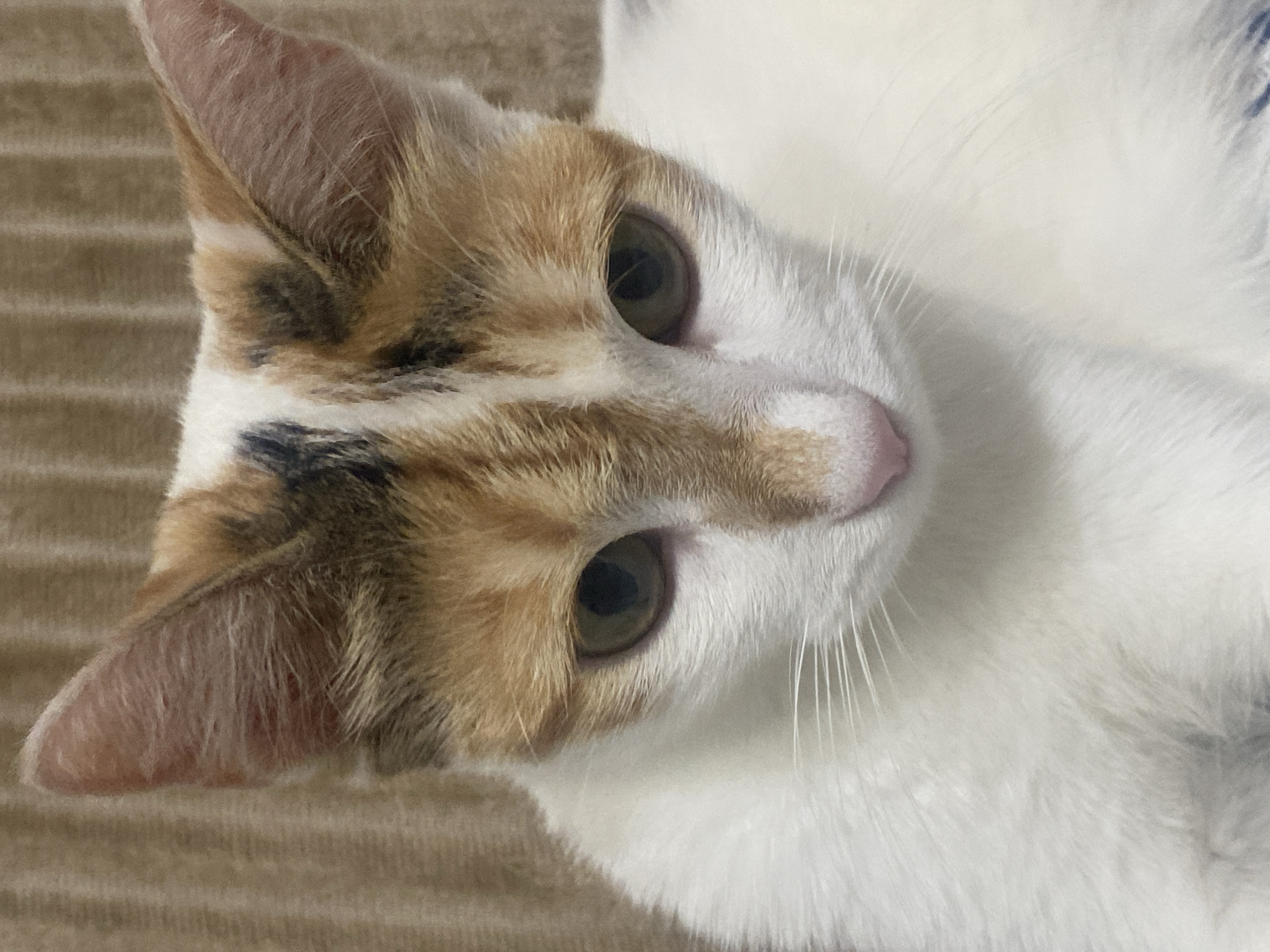 A calico cat with white, orange, and black fur is shown in a close-up, head-and-shoulders shot. The cat's eyes are a greenish-brown color and are looking downwards and to the right. The cat's nose is pink, and its whiskers are white. The background is a textured, light brown surface, possibly a blanket or upholstery. There is no indication of the city of Baku, Azerbaijan, or any other specific location.
