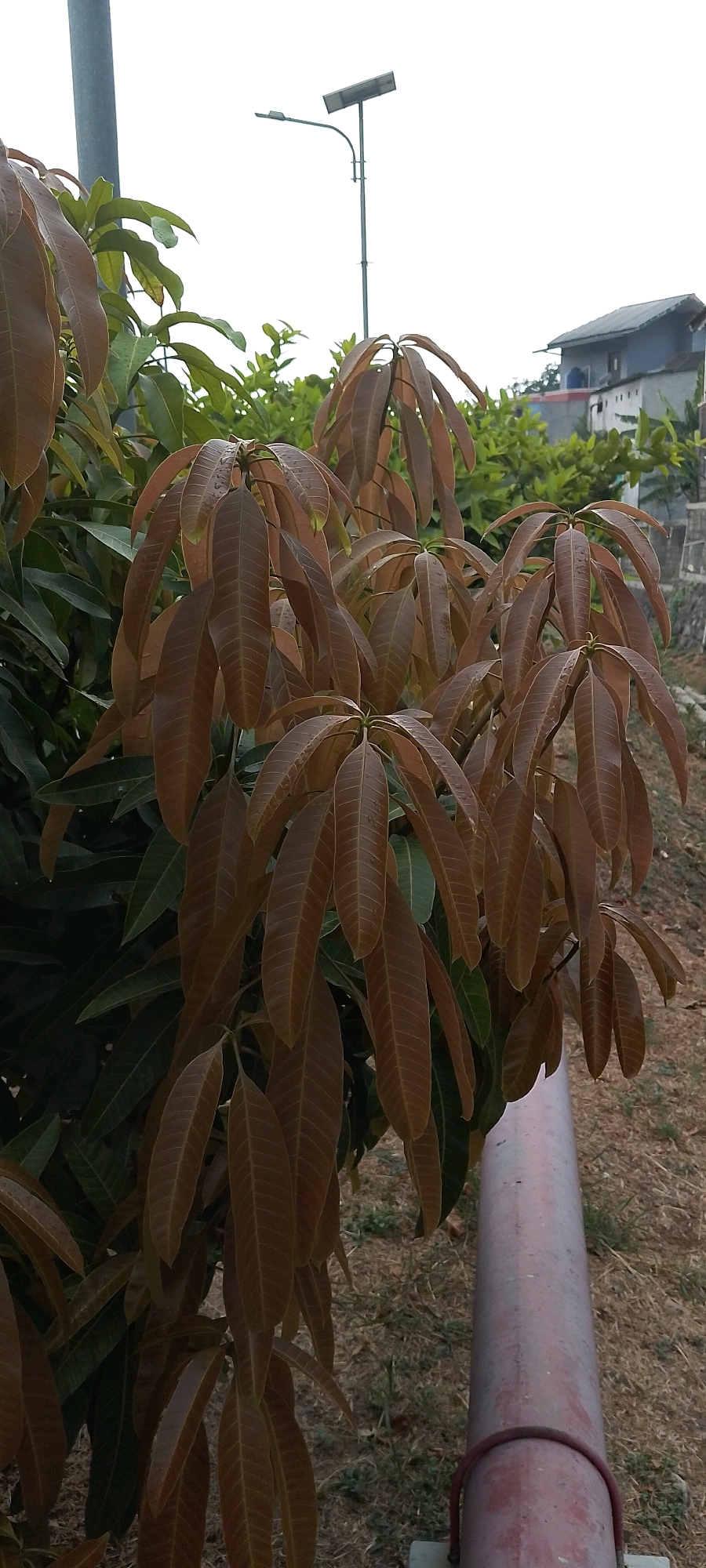 This is a medium-shot, eye-level, outdoor, natural light photograph taken in Depok, Indonesia. The foreground is dominated by the brown and green leaves of a mango tree, with several clusters of new, reddish-brown leaves hanging prominently. Behind the tree, a grey metal pole supports a solar-powered street lamp. Further in the background, a two-story building with a grey roof and blue accents is visible, situated amidst lush green foliage. A thick, reddish-pink pipe with a dark red clamp runs along the bottom right of the frame, partially obscured by the tree's leaves. The ground is covered in dry grass and soil. The sky is overcast and white. There are no people or animals in the image.