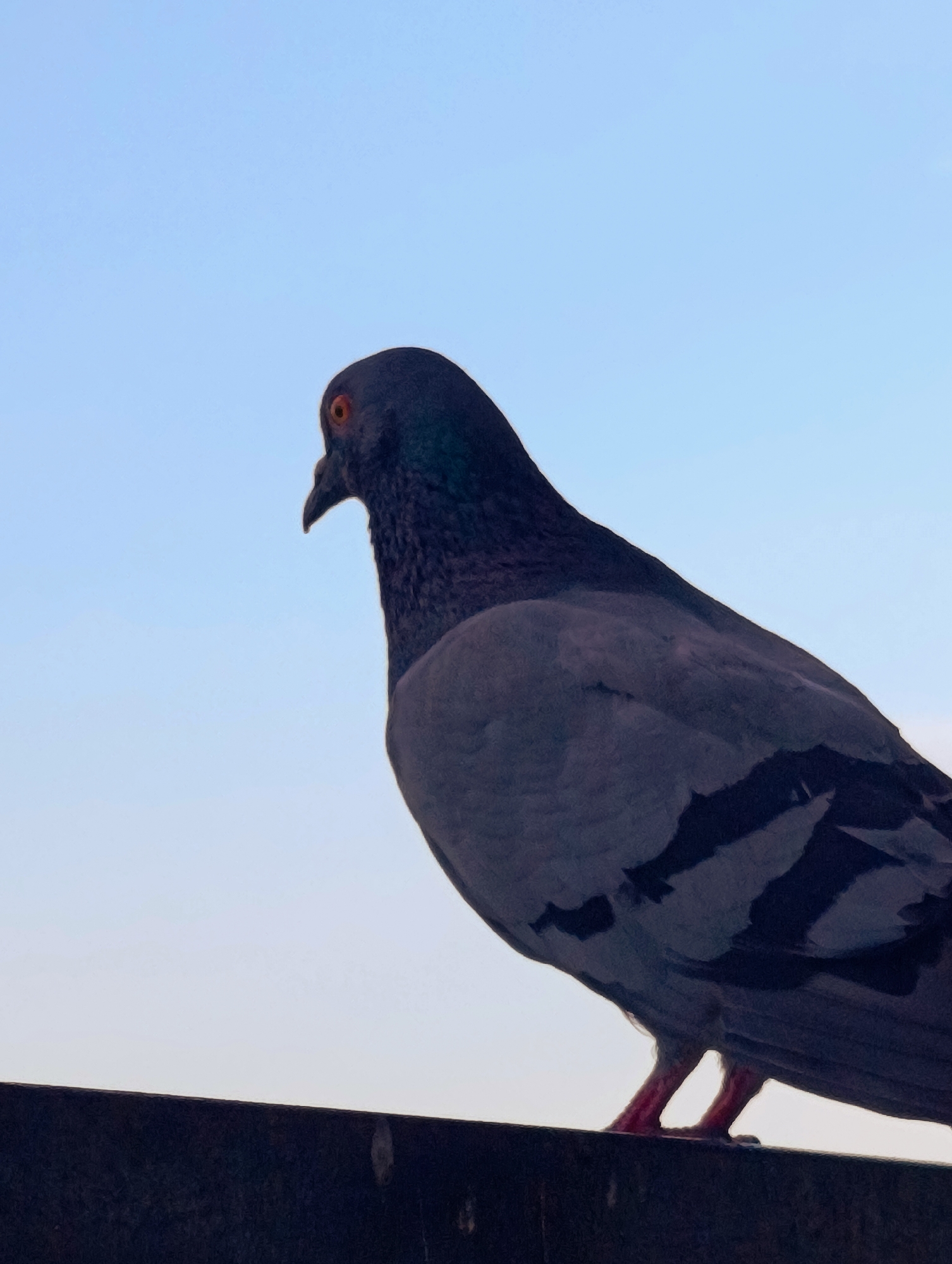 A pigeon is perched on a dark, horizontal surface, possibly a railing or ledge, against a pale blue sky. The pigeon is facing left, with its eye clearly visible and orange in color. Its feathers are a mix of grey and black, with distinct black markings on its wings. The pigeon's legs and feet are pink. The image has a slightly grainy texture. The location is identified as Kardzhali, Bulgaria.
