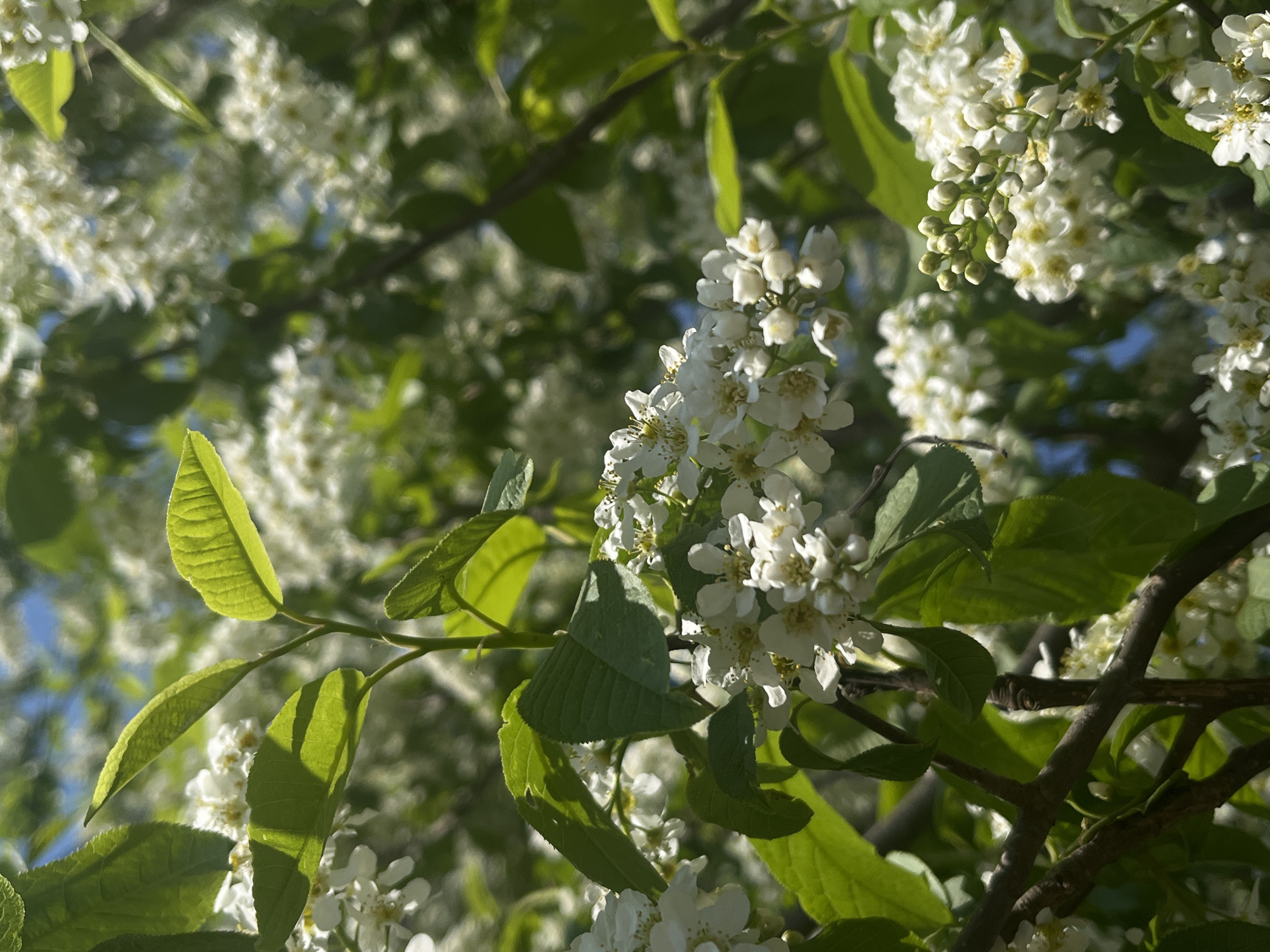 The image shows a close-up of a tree branch with white flowers and green leaves. The flowers are clustered in bunches, and the leaves are oval-shaped with serrated edges. The background is blurry, but it appears to be other trees and foliage. The location is stated to be in Фоки, Russia, so it can be inferred that this is a natural setting within or near the city.