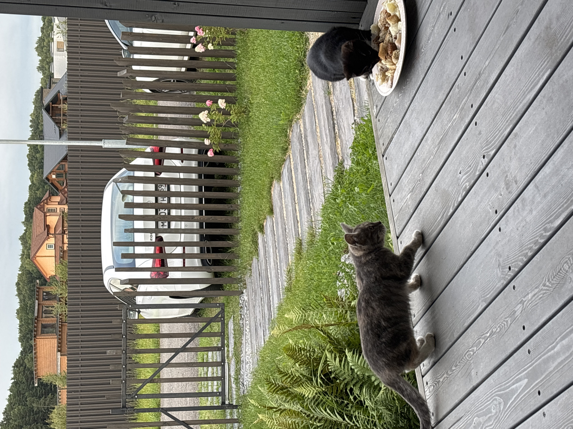 In Zvenigorod, Russia, on a cloudy day, two cats are on a wooden porch. A gray tabby cat walks towards the right of the frame, looking to its right. A black cat is crouched over a plate of food on the porch, eating. The porch overlooks a grassy yard with a winding wooden walkway. Behind the yard, a dark wooden fence encloses a property with houses and cars. A white sedan is parked behind the fence. The sky is overcast.