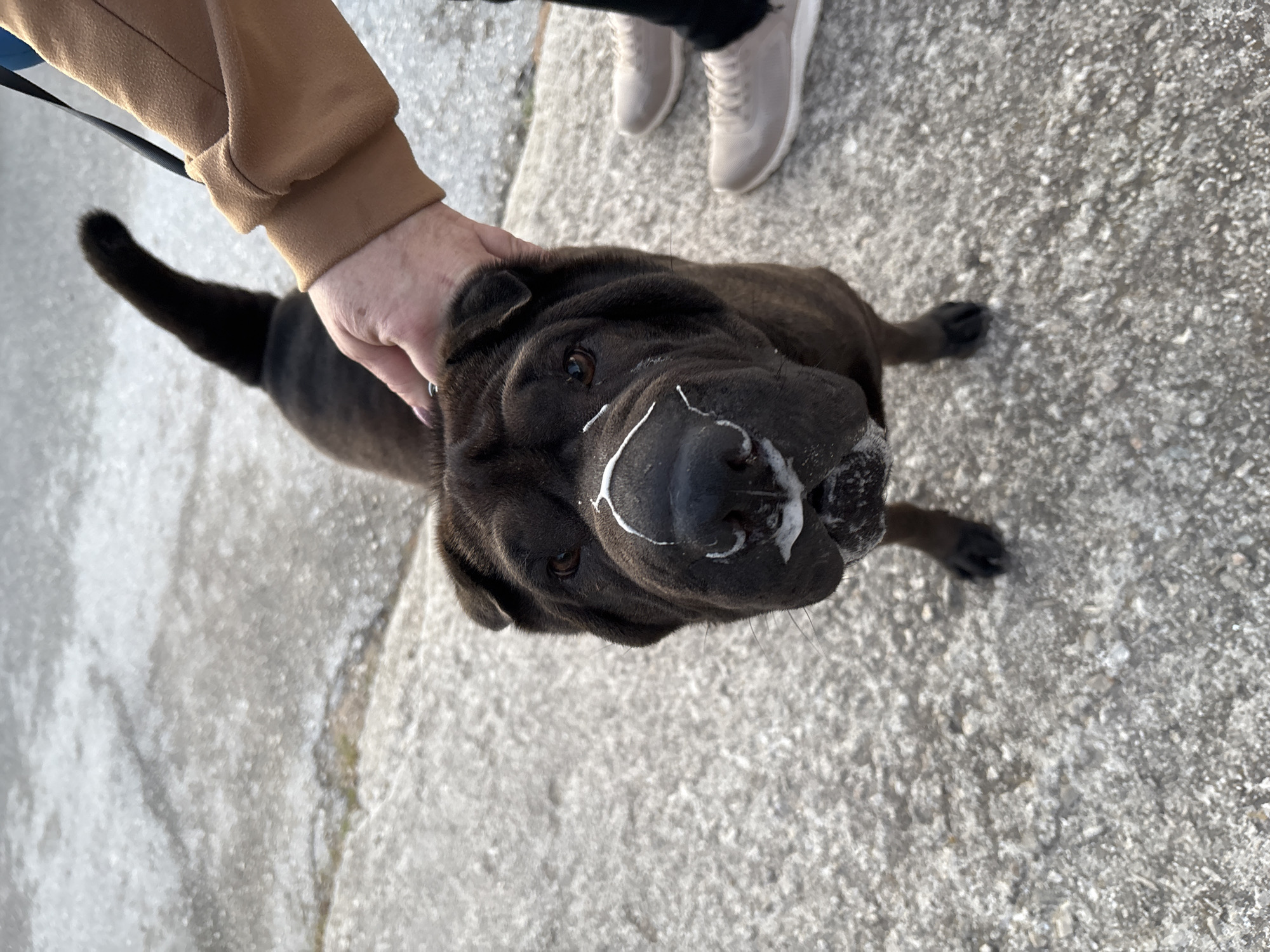 A Shar Pei dog with white foam around its muzzle is being petted by a person wearing a brown jacket. The dog is standing on a concrete surface that appears to be a sidewalk. Another person's shoes are visible in the background. The location is possibly Teulada, Spain.
