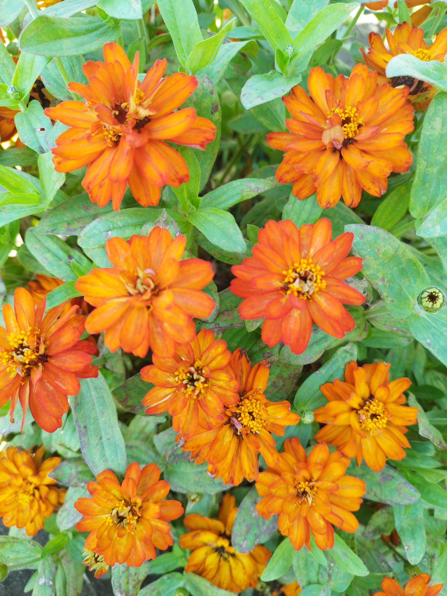 The image displays a close-up, overhead view of several bright orange zinnias in bloom, surrounded by their green foliage. The flowers are varied in their openness, with some showing full, layered petals and others just beginning to unfurl. The center of each flower features a cluster of yellow stamens. The leaves are varied in color from a vibrant green to some with a purplish or brown mottling, suggesting some age or environmental stress. The lighting appears natural, casting soft shadows. There are no people, animals, or man-made objects visible in the frame. The scene appears to be a garden bed or a natural outdoor setting in Bucharest, Romania, likely during the warmer months when zinnias are in season.
