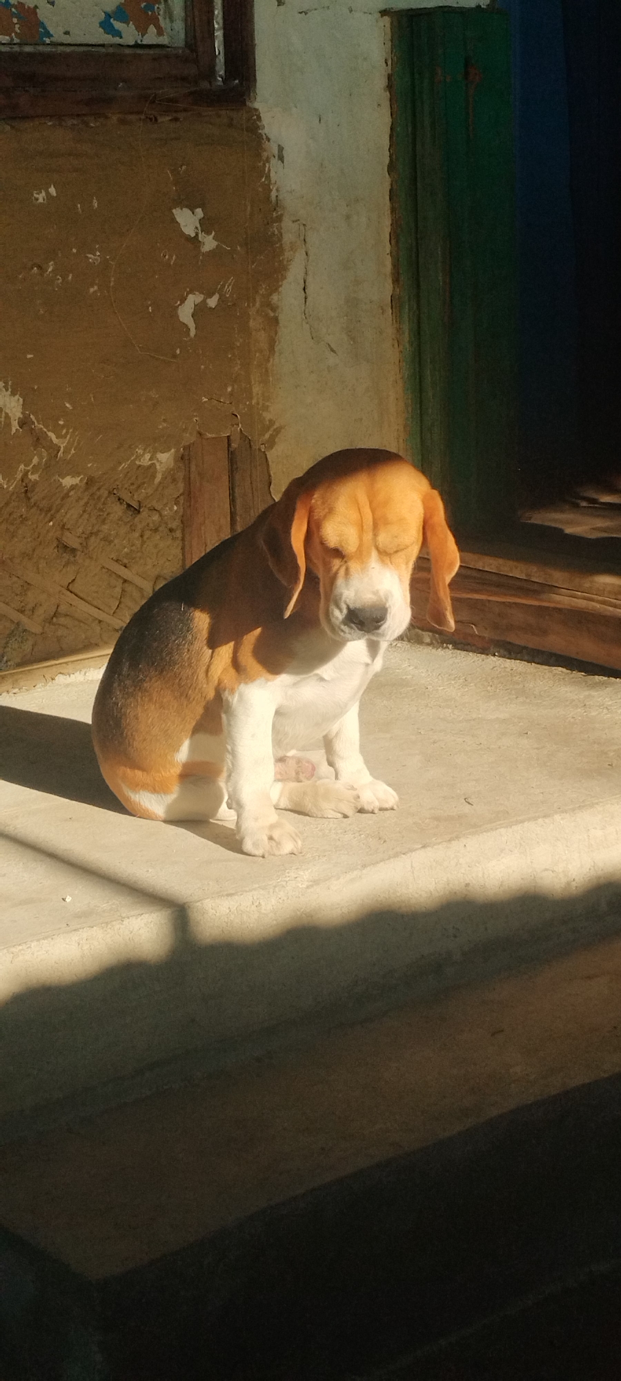 A young beagle dog with brown, white, and black markings sits on a concrete step in front of a weathered building. The dog's eyes are closed, and its head is bowed, suggesting it might be sleeping or resting in the sunlight. The building's facade appears to be made of plaster that is peeling and cracked, with patches of yellow and white visible. A wooden door, painted green, is partially visible to the right of the dog. The ground is also concrete, with distinct shadows cast by the dog and the building, indicating bright sunlight. The overall scene suggests an outdoor setting in a somewhat aged urban environment, potentially a residential area in Yaroslavskaya, Russia, characterized by rustic architecture and natural light.