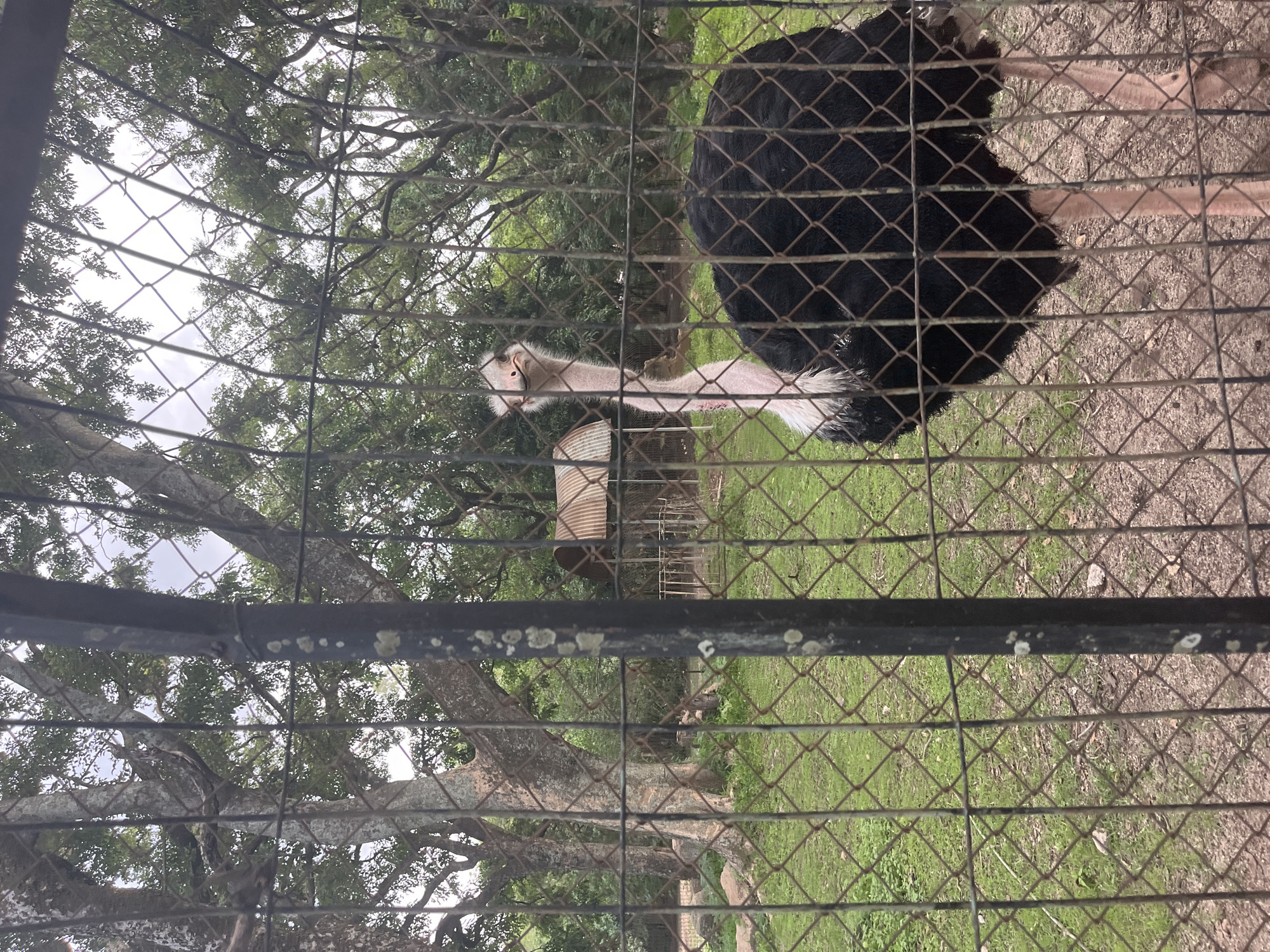 An ostrich is visible through a chain-link fence in a zoo enclosure, with trees and a small structure in the background. The ostrich is facing the camera, with its head tilted. The enclosure appears to be outdoors, with a grassy ground and dirt. The fence is made of metal and has a weathered appearance. The background shows lush green trees and a cloudy sky. The image was taken in the city of Jos, Nigeria.