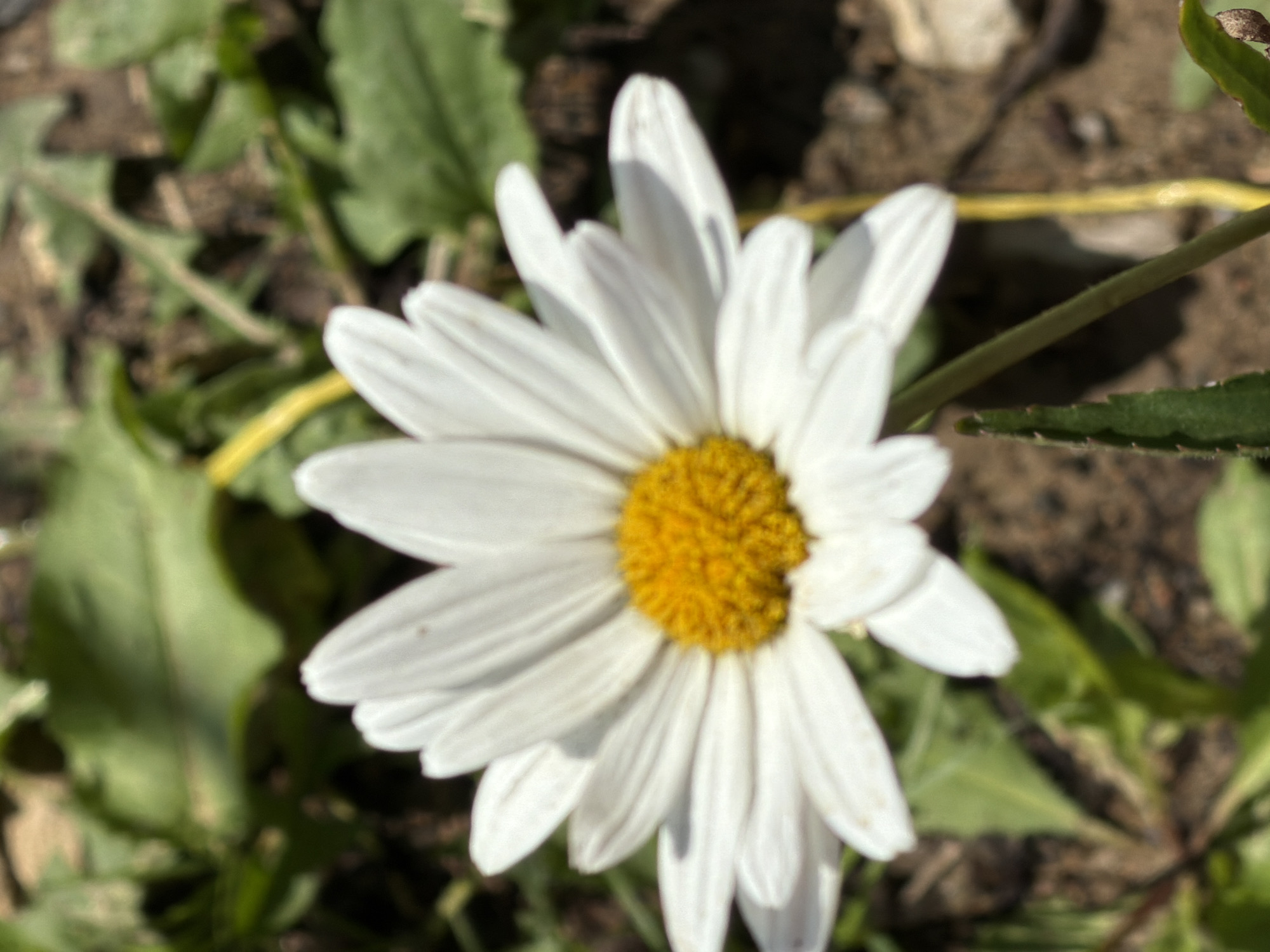 A close-up, slightly out-of-focus shot of a white daisy with a yellow center is positioned centrally. The daisy is in bloom, with its white petals fanning out. The background consists of green leaves, brown soil, and a thin yellow stem. The scene is outdoors. The location is Gribki, Russia.