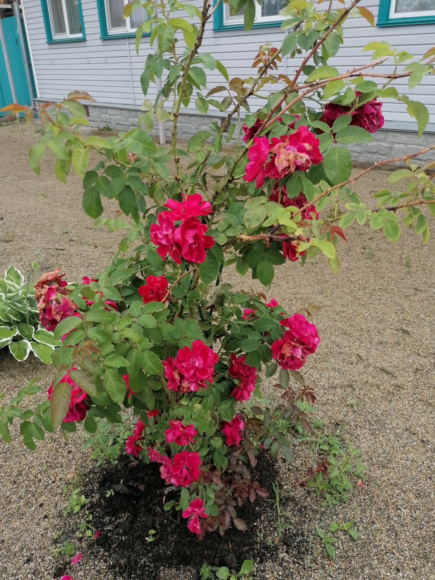 A rose bush with numerous deep pink blooms and green leaves is situated in a gravel-covered area next to a light-colored, horizontal-sided building with teal-trimmed windows and a teal fence. The building appears to be a residential structure. The rose bush is planted in dark soil. A few variegated hosta plants are visible to the left of the rose bush. The scene is outdoors, likely in a yard or garden. The image is a photograph taken from a medium-high angle, looking down at the rose bush. The lighting suggests it is daytime, possibly overcast due to the presence of water droplets on the leaves.