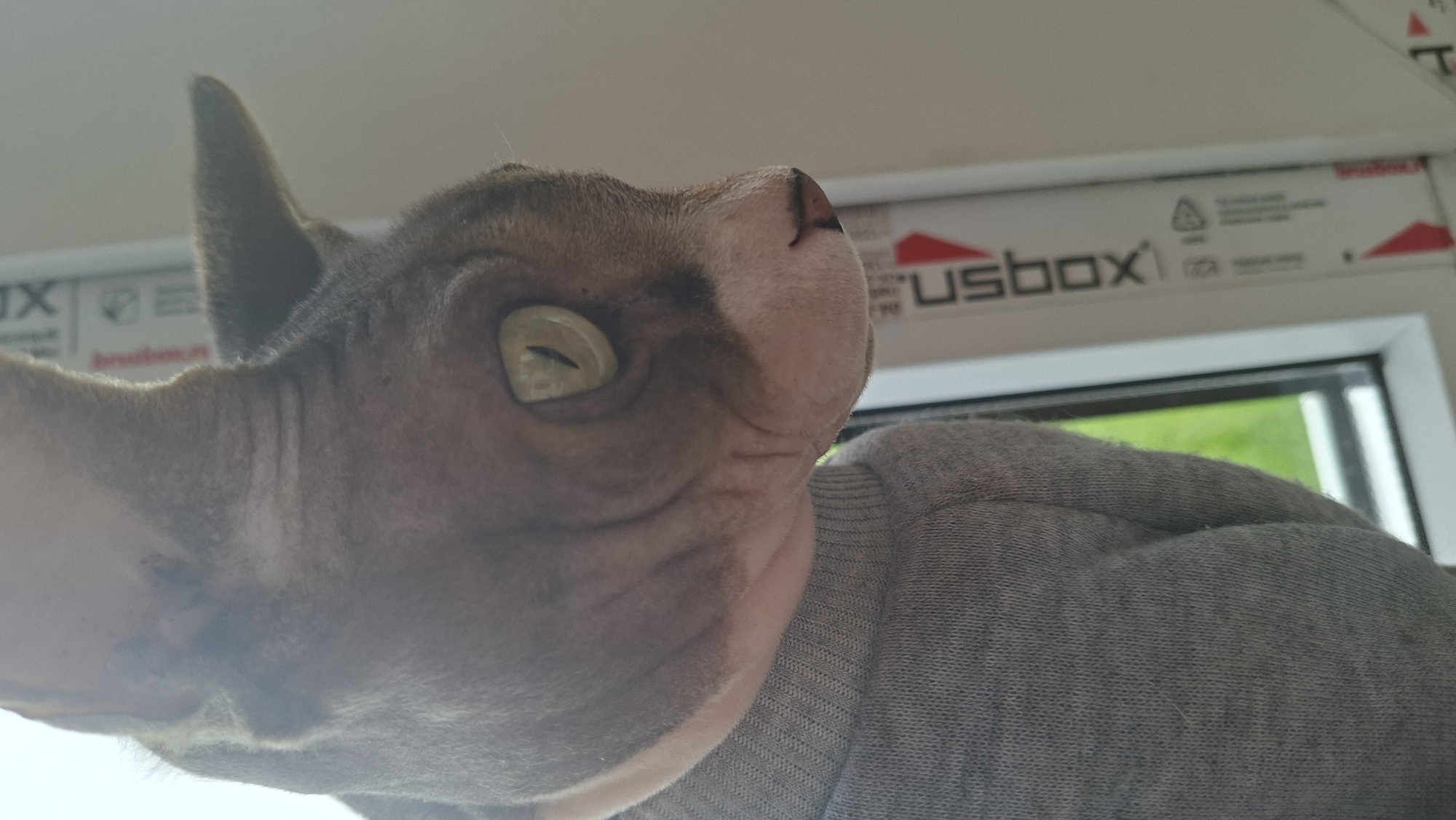 A close-up, low-angle shot features a hairless cat, likely a Sphynx, wearing a grey sweater. The cat's head is prominent, showing wrinkled skin, a large ear on the left, and a single visible eye. The background includes part of a window frame with the word "usbox" printed on it. Through the window, green foliage can be seen. The location is Забалоцкі сельскі Савет, Belarus.