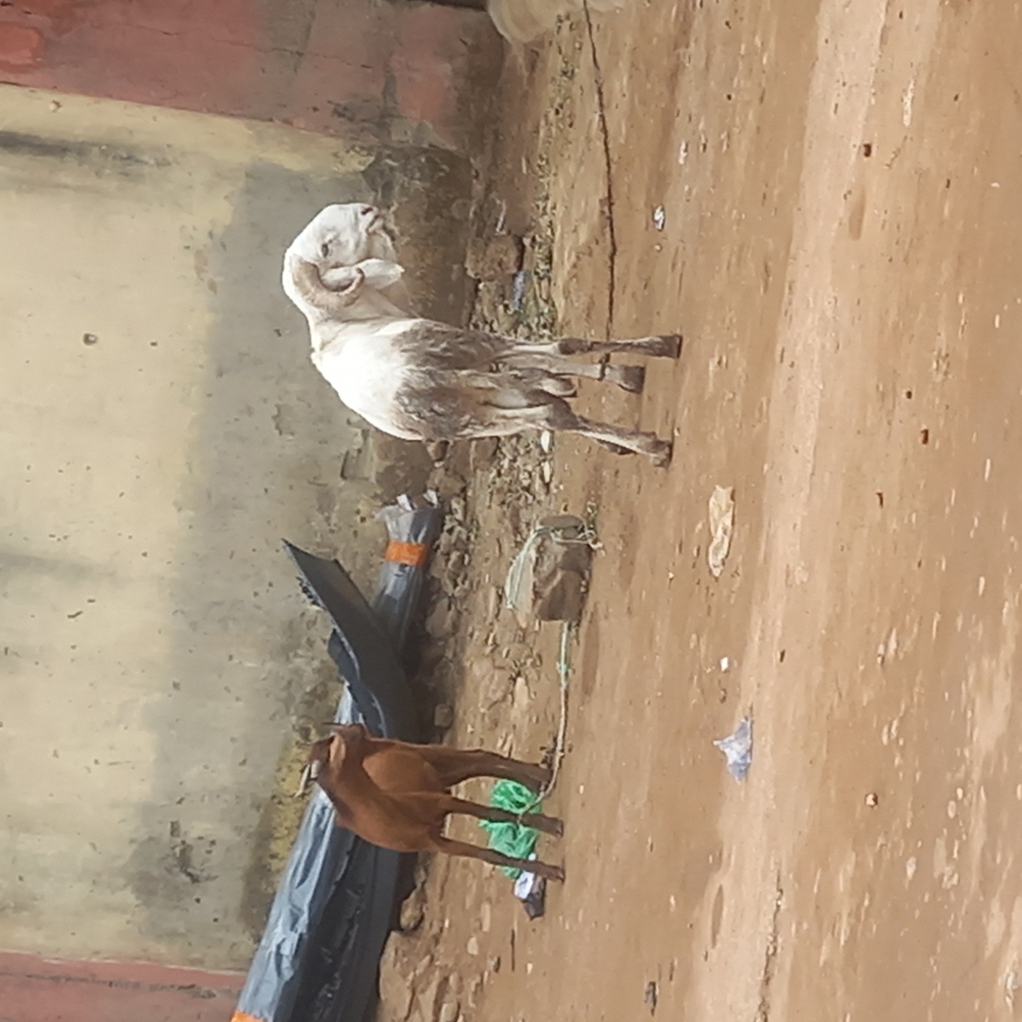 The image depicts two ruminants, a white ram and a brown goat, in an outdoor setting. The ram is larger, with prominent curved horns. The goat is smaller and without visible horns. Both animals appear to be tethered or restricted by ropes. They are located on a dirt ground with scattered debris. Behind them is a wall with visible deterioration and staining. The location is within Dadi Riba, Nigeria. Additional details include a black sheet or covering partially visible in the background and general indications of an unkempt environment. No people are visible in the image.