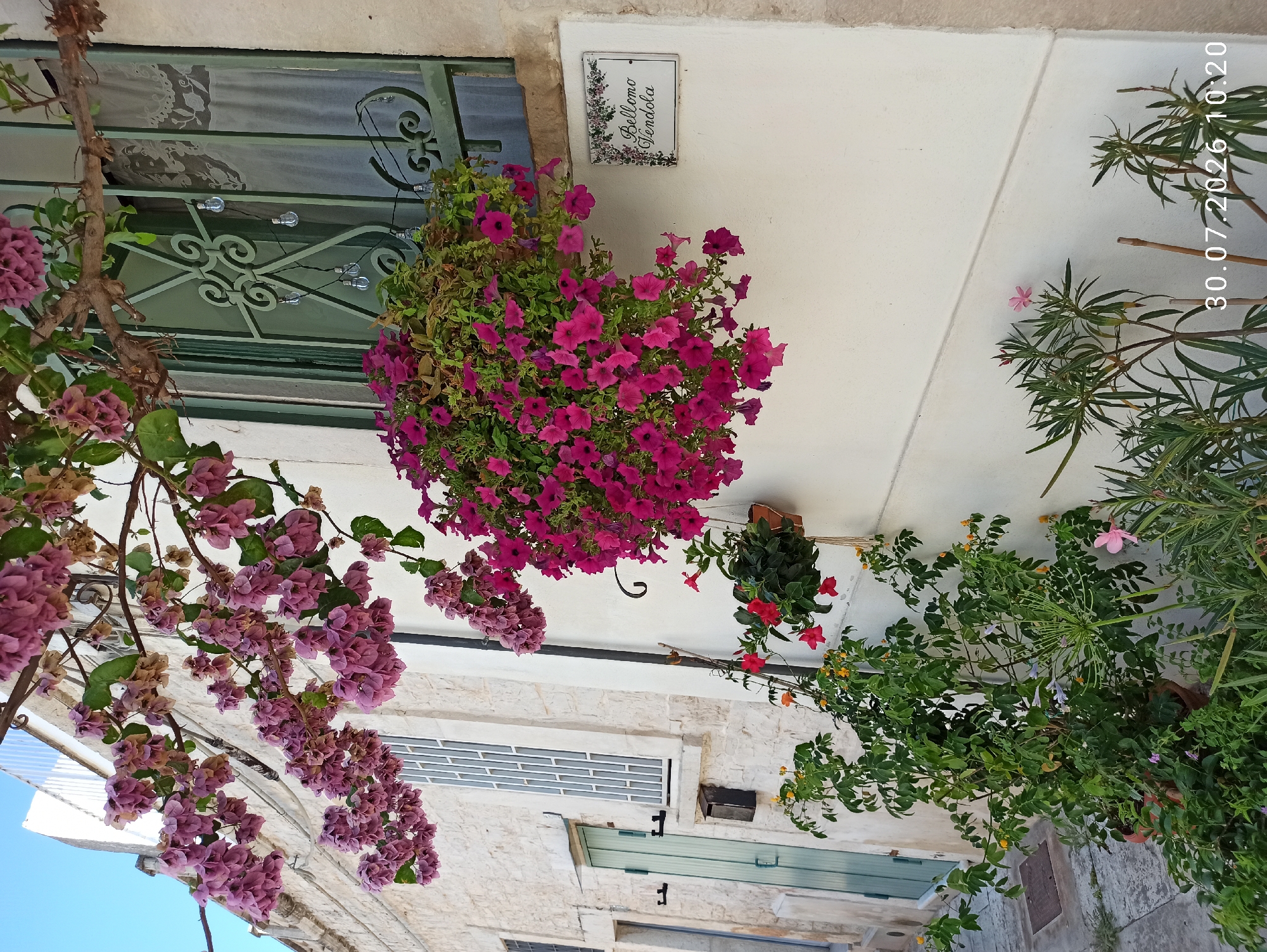 The image depicts a charming building facade in the historic center of Terlizzi, Italy, likely in the vicinity of Via Bellomo Vendola, given the plaque visible on the wall. The scene is adorned with vibrant floral displays. On the upper left, a branch laden with delicate pink bougainvillea flowers cascades downwards. Below this, a window with an ornate green metal grate is partially obscured by lush, fuchsia-colored petunias overflowing from a hanging basket. The window itself has a sheer white curtain behind the grate. To the right of the window, a white rectangular plaque with a floral border and the inscription "Bellomo Vendola" is mounted on the cream-colored wall. In the foreground and to the left, a potted plant with vibrant red and yellow flowers grows alongside the building. The architectural style suggests a traditional Mediterranean construction, with stone walls and a pale yellow painted exterior. A narrow pathway runs along the left side of the building, leading towards a green door. The overall impression is one of a well-maintained and aesthetically pleasing urban environment.