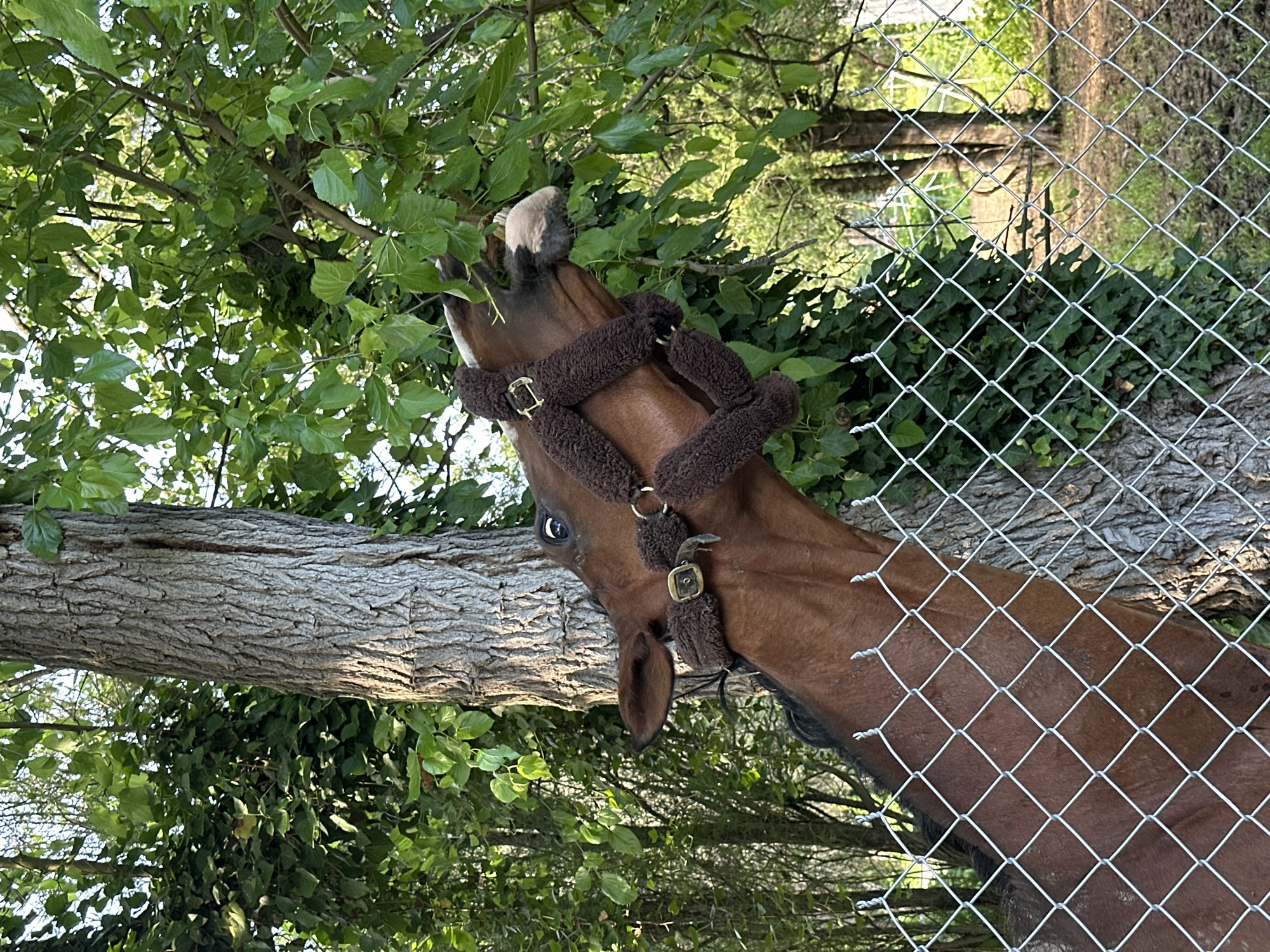 A brown horse with a furry brown halter is reaching up to eat leaves from a tree. The horse is partially obscured by a chain-link fence. The background shows a wooded area with lush green foliage and sunlight filtering through the trees. The location is Ravna Gora, Bulgaria.