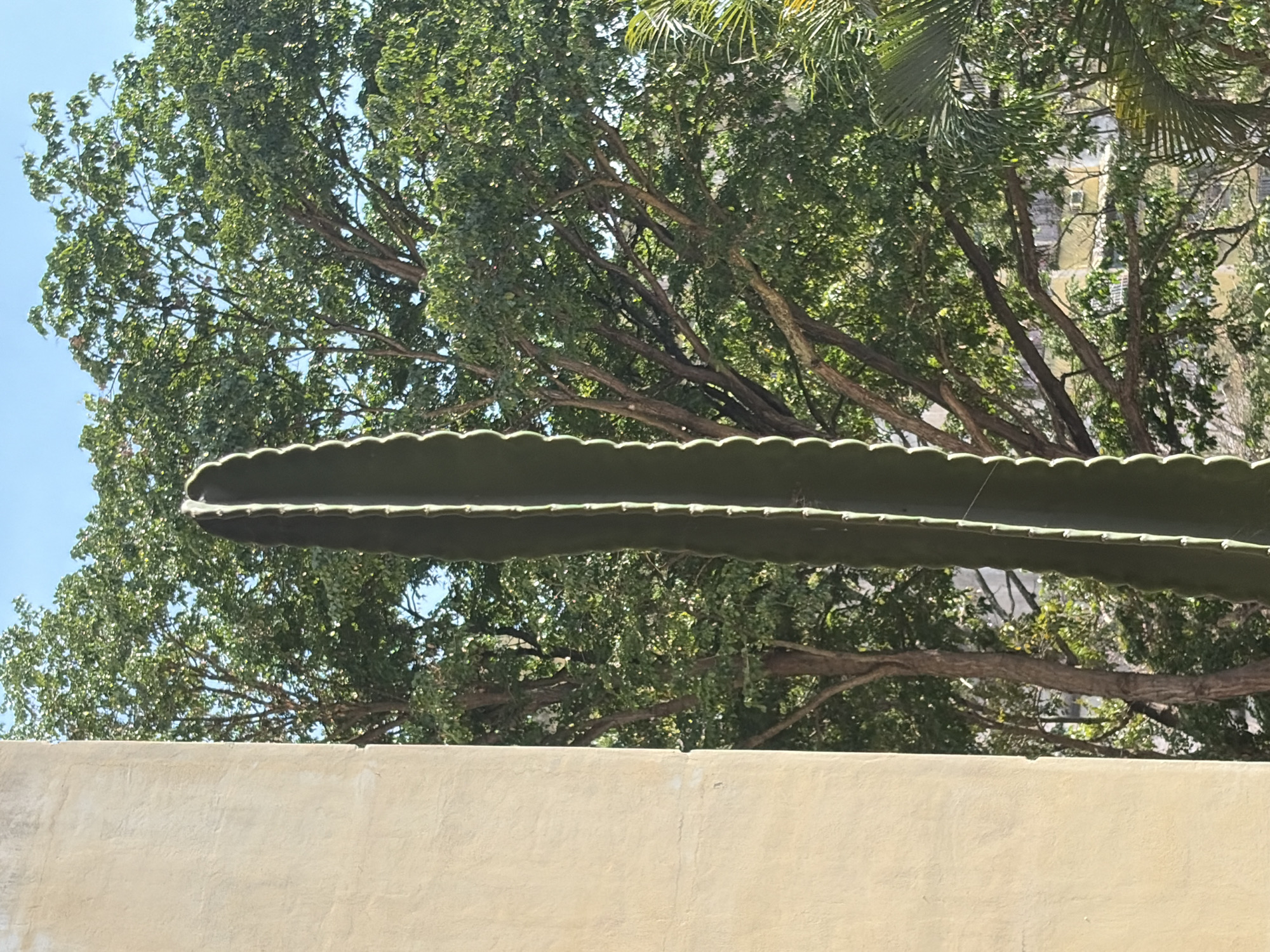 The image presents an outdoor scene dominated by natural elements under a bright, clear blue sky. A prominent, elongated dark green cactus arm, featuring distinct scalloped edges along its top and bottom, stretches horizontally across the mid-ground, acting as a natural divider.
Above the cactus, a dense canopy of lush green trees fills the upper portion of the frame. Sunlight filters through the abundant leaves, illuminating the intricate network of brown branches and creating a lively texture. Towards the upper right, hints of palm fronds can be seen intermingling with the broadleaf trees. Through the gaps in the foliage, a light-colored building, possibly beige or light yellow, with visible windows and architectural details, is faintly discernible in the distance.
Below the cactus, a textured, light beige or yellowish wall occupies the bottom third of the image. Its surface appears to be stucco or a similar material, with subtle imperfections and variations in tone. This wall forms a clear boundary in the foreground.
The bright and even lighting, combined with the clear blue sky, indicates a sunny daytime setting, likely mid-morning or afternoon. No people or specific activities are depicted, giving the scene a tranquil and static quality. The combination of dense foliage, palm fronds, and a substantial cactus suggests a warm, tropical or subtropical climate, consistent with the location context of Ciudad Guayana, Venezuela. No visible text is present in the image.