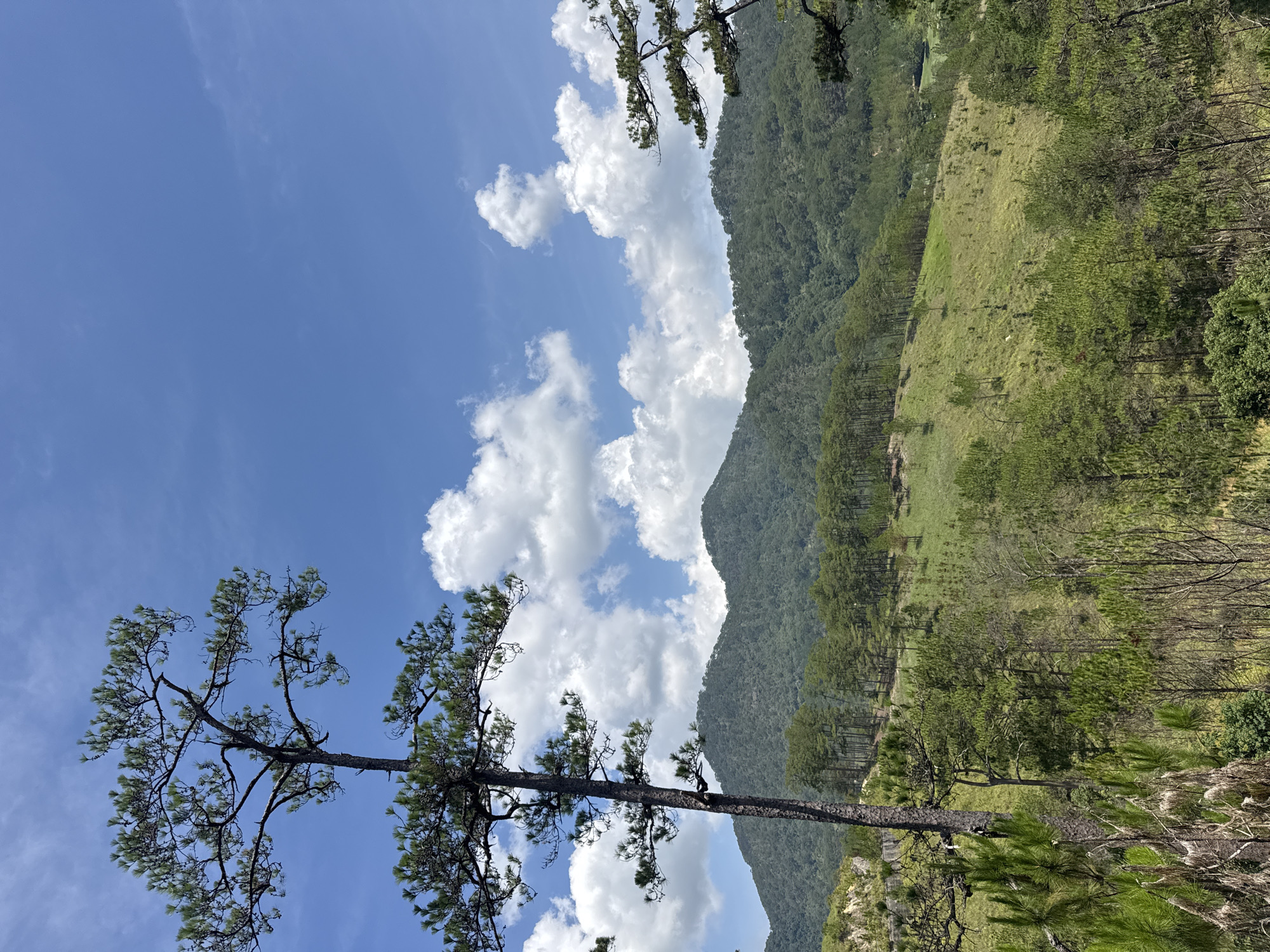 The image is a landscape of Hiep Thanh, Vietnam. A tall, thin tree dominates the left side, reaching towards a partly cloudy blue sky. To the right, a forested mountain slope extends upwards, with areas of open grassland intermixed with dense trees. The foreground shows rugged terrain with various trees and plants. The overall impression is a natural, mountainous environment under a bright sky.