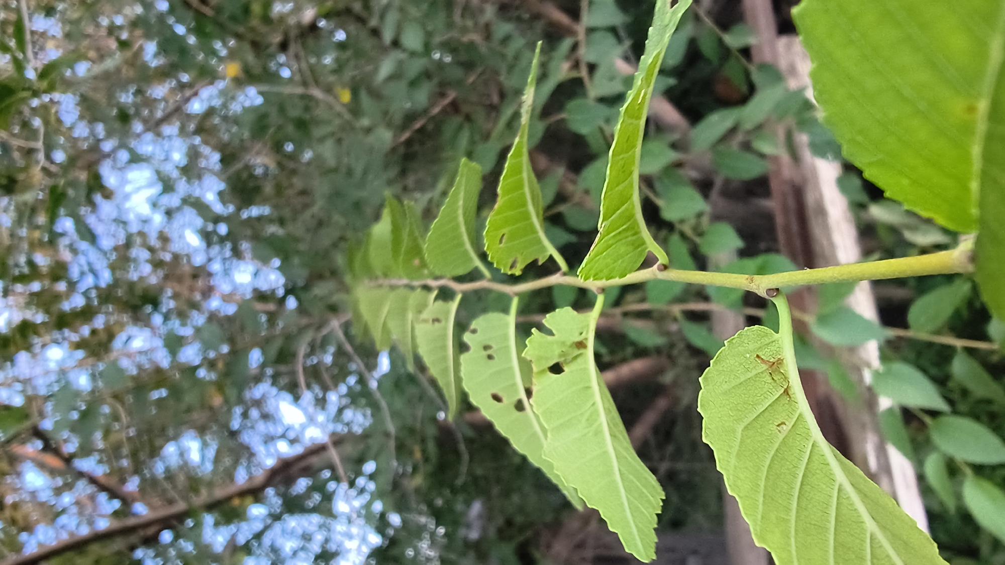 A close-up, eye-level shot focuses on a thin, light green stem with several pairs of bright green leaves. The leaves are serrated along the edges and show some signs of damage, with small holes and chewed sections. One leaf in the foreground has a tiny, light brown insect with visible legs resting on its surface. The stem extends upwards and slightly to the right, with small brown nodes at intervals where leaves emerge. In the background, out-of-focus foliage creates a soft, green and dappled light effect, suggesting an outdoor environment, possibly a park or garden. The lighting is natural, with a bright sky visible through the canopy of leaves. The image does not provide any specific context related to Mikhaylovka, Russia.