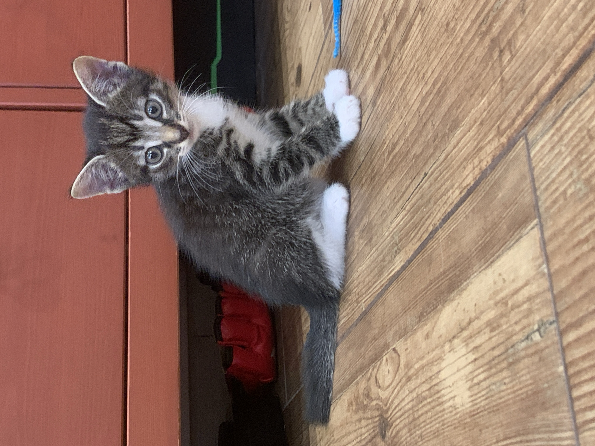 A juvenile tabby cat sits on a wooden floor in front of a reddish-brown piece of furniture. The cat is facing the camera, with its front paws crossed. Its fur is a mix of gray, black, and white. The furniture appears to be a cabinet or dresser. In the background, under the furniture, are some red objects. To the right of the cat, on the floor, is a blue object that looks like a toy. The lighting suggests an indoor setting.