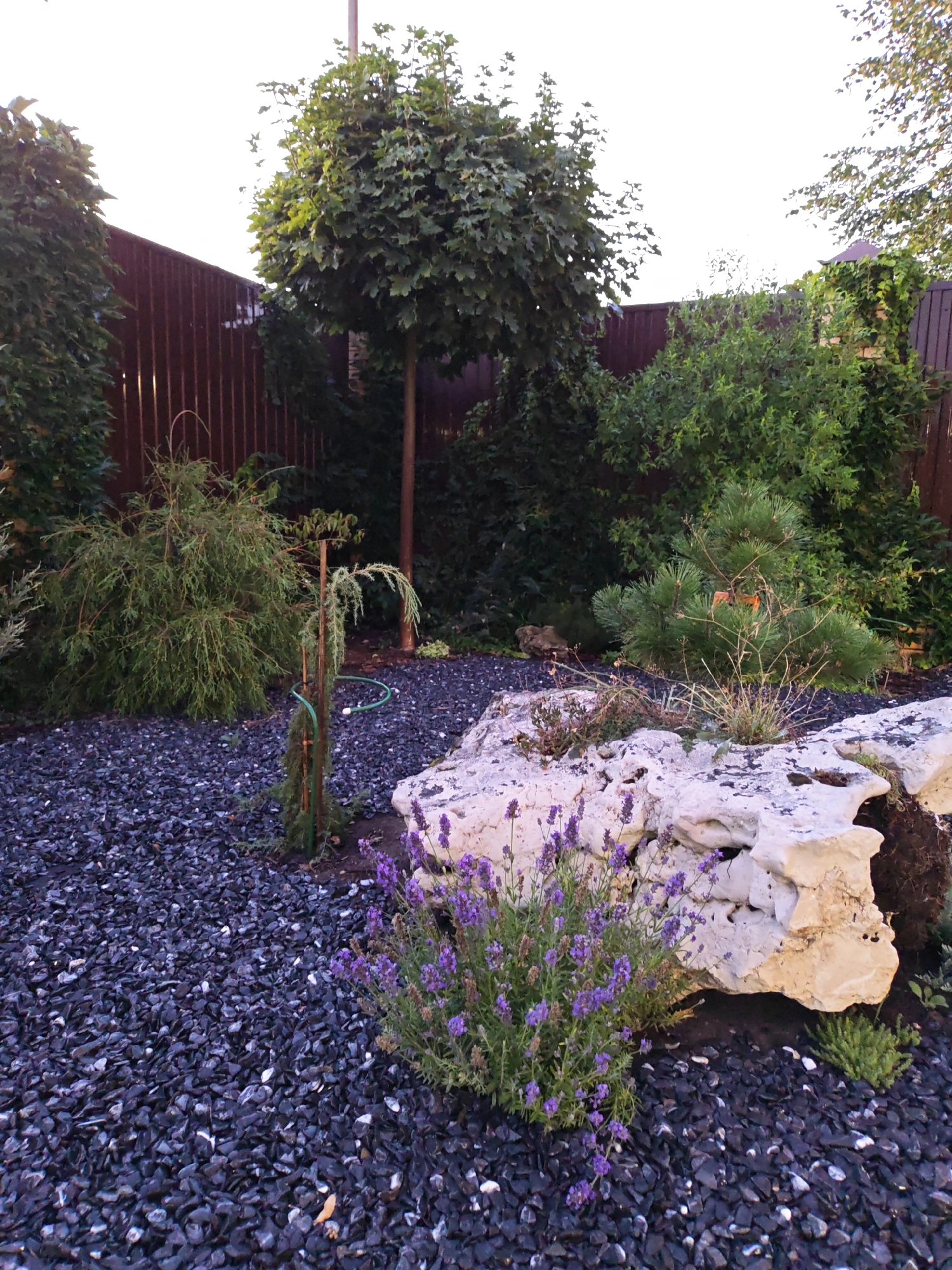 The image depicts a garden scene in Vodopadnyy, Russia. The foreground is dominated by a bed of dark, coarse gravel. In the center-right, a cluster of lavender with purple flowers is growing at the base of a large, light-colored, porous rock formation. Behind the lavender, a small evergreen shrub with fine needles is visible. To the left of the rock, a young, slender tree, possibly a conifer, is staked with wooden poles and wrapped with a green hose or tie. Further back, a larger, bushy evergreen tree with drooping branches is situated. The background features a tall, dark brown wooden fence. Above the fence, various trees with green foliage are visible, including a rounded, topiary-style tree with a visible trunk. The sky is bright and overcast. The overall impression is that of a well-maintained, modern garden with a focus on rock and gravel landscaping, interspersed with plantings of lavender and various trees and shrubs. There are no people or animals in the image.