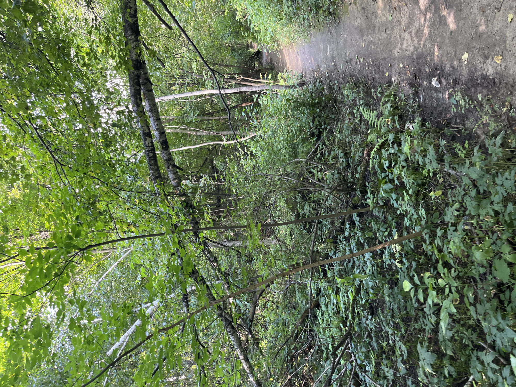 This image depicts a natural forest path, likely within the city of Balashikha, Russia, given the context. The path, made of dirt and some loose gravel, curves gently to the right and recedes into the dense greenery of the forest. Lush vegetation, consisting of various shades of green leaves and undergrowth, flanks both sides of the path. Fallen branches and logs are visible scattered amongst the plants, suggesting a wilder, less manicured area. The trees overhead form a canopy, with dappled sunlight filtering through the leaves, illuminating parts of the path and forest floor. The overall atmosphere is one of a quiet, natural woodland setting. No people or animals are present in the image.