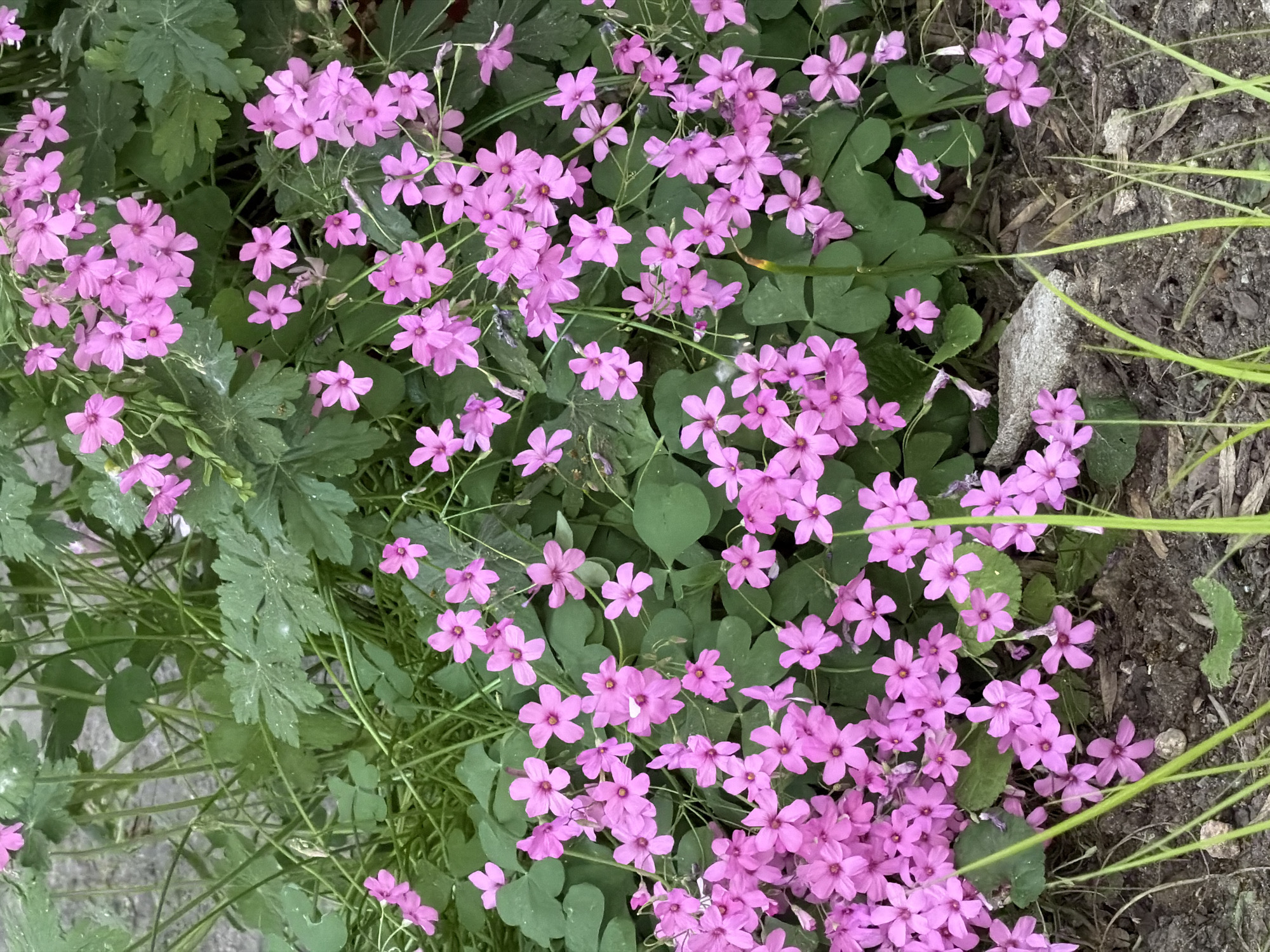 A patch of pink-flowered oxalis grows in a garden bed. The flowers are small and numerous, growing amidst the plant's distinctive trifoliate leaves, some of which appear like clovers. Other types of green foliage are visible. The ground appears to be soil, some of which is next to a sidewalk on the bottom right. The location is in the city of Sofia, Bulgaria.
