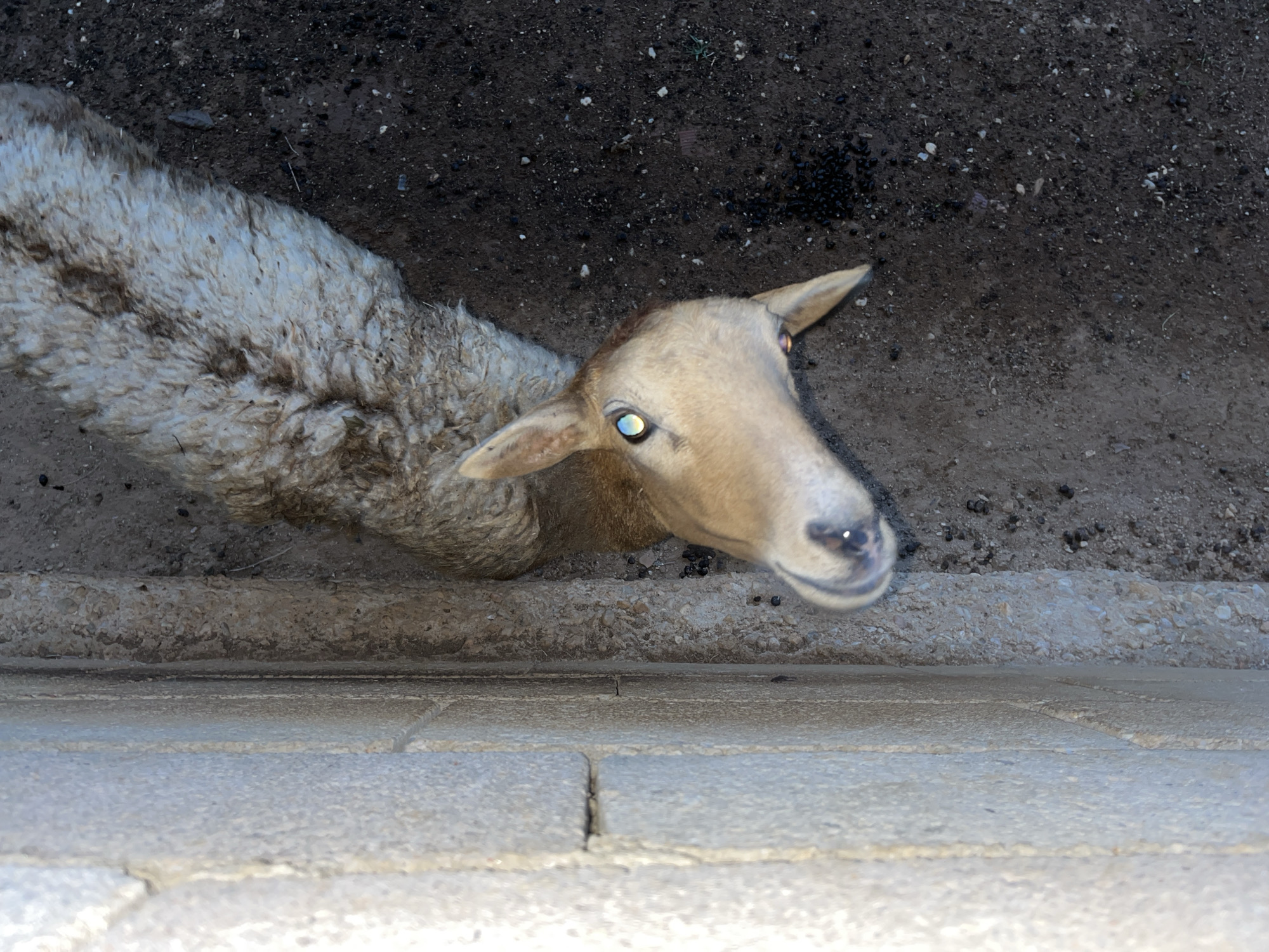 A high-angle shot depicts a light-skinned sheep with tan facial features standing within a partially walled area. The sheep's wool appears matted and dirty. The area surrounding the sheep consists of soil and gravel. A segment of a stone wall is visible at the bottom of the frame. The location is Tinaquillo, Venezuela.