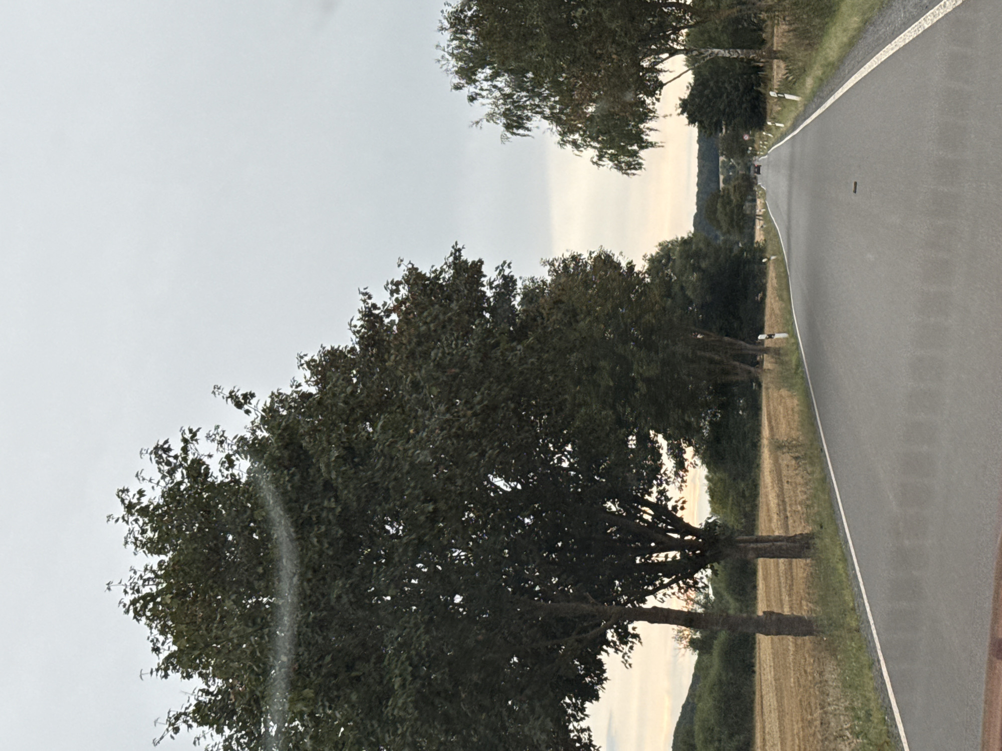 The image depicts a rural road in the vicinity of Ellrich, Germany, under an overcast sky. The road, paved with asphalt and bordered by white lines, curves gently towards the horizon. On either side of the road, there are trees with dense green foliage and grass verges. To the left, a field of harvested crops, appearing as stubble, stretches out. To the right, a lighter-colored tree with distinct bark is visible. The background reveals a forested landscape with rolling hills. A car can be seen in the distance on the road. The overall scene suggests a natural, tranquil setting.