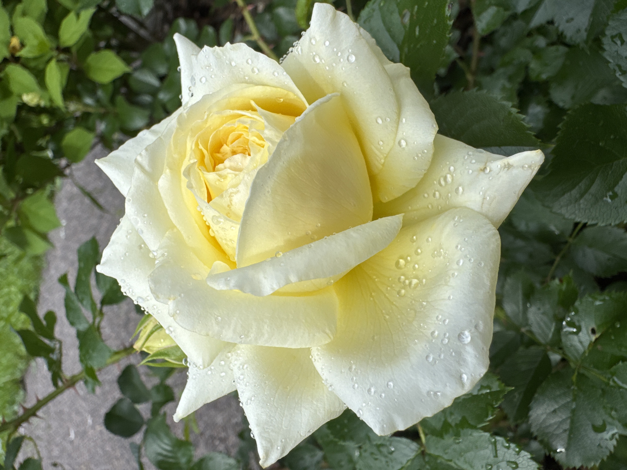 A close-up, eye-level, vertical shot focuses on a pale yellow rose with dew drops on its petals. The rose is centered in the frame, with its vibrant yellow center peeking out from layers of creamy white petals. The dew drops create tiny, glistening highlights across the rose's surface. The background consists of dark green leaves and a blurred, greyish-brown, stony surface that appears to be a path or ground. A thorny stem of a rose bush is visible extending from the top left corner of the frame, with a small, unopened bud just visible behind the main bloom. The image depicts a natural outdoor setting, possibly a garden, with elements of greenery and a textured ground. There are no people or actions depicted in the scene. This scene is likely located in Steklyannyi, Russia.