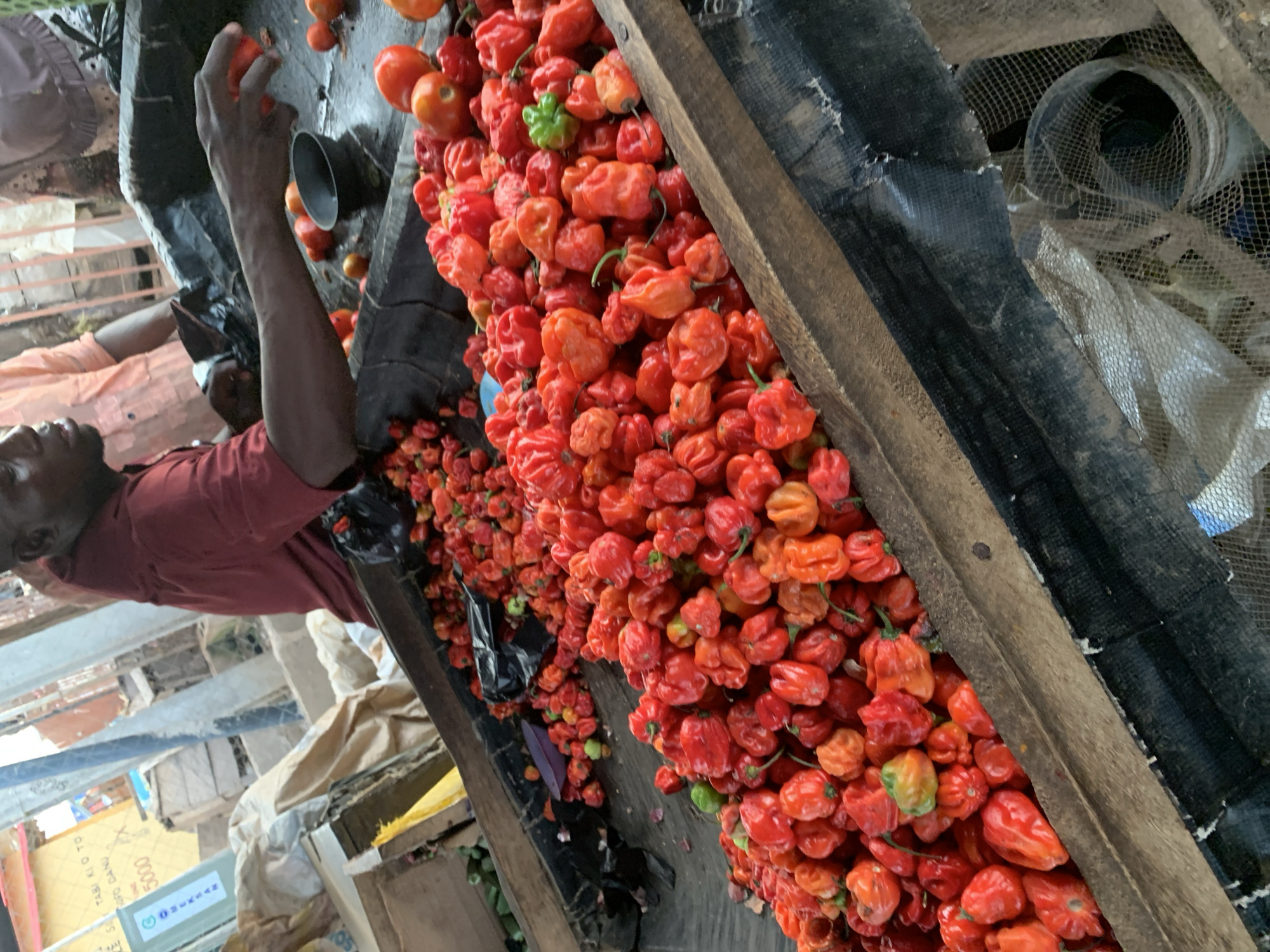 The image depicts a man sorting through a pile of red scotch bonnet peppers at a market in Ilorin, Nigeria. He is positioned to the left of the frame, wearing a red shirt, and his hand is holding a tomato. The peppers fill the central area of the frame, contained within a wooden structure. To the right of the peppers, there is debris and a net visible. The scene appears to be a bustling marketplace setting.