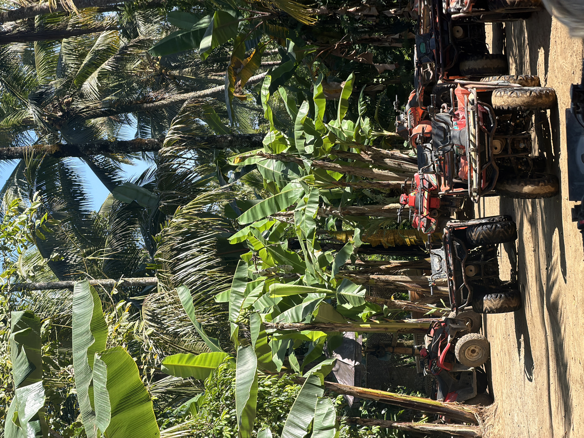 The image presents a clearing in a dense tropical forest, identified as an ATV parking area in Payangan, Indonesia. The scene is dominated by luxuriant green foliage, including numerous large banana plants, some displaying clusters of green, unripe bananas, and multiple tall palm trees, several bearing visible coconuts, under a clear blue sky intermittently visible through the canopy. The ground consists of light brown, uneven dirt, showing evidence of tire tracks. Bright sunlight casts sharp, well-defined shadows across the area. Approximately seven All-Terrain Vehicles (ATVs), predominantly colored red and orange, are parked in rows, oriented towards the viewer. These vehicles are visibly soiled with mud, indicating recent off-road activity; one ATV features the numeral "300" on its side, and another displays a partially legible "KYMCO" brand logo. A small, rustic structure with a dark-colored roof, possibly a shed or shelter, is partially visible in the left mid-ground, partially obscured by an ATV and foliage. No human subjects are present, and no actions or interactions are depicted.
