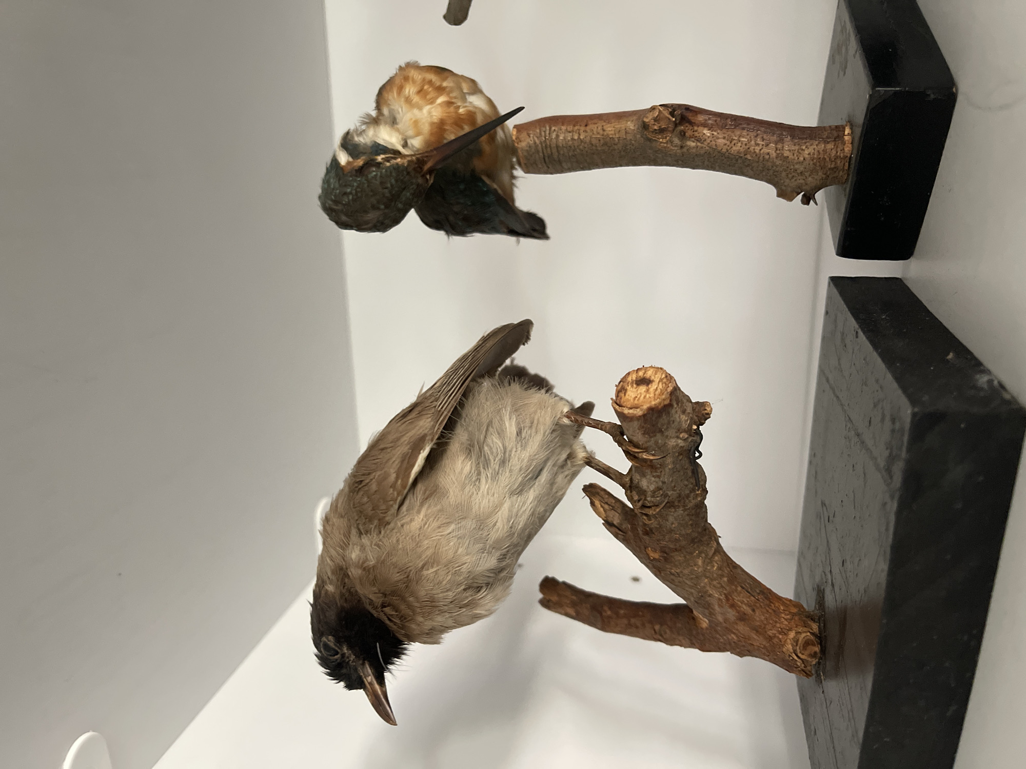 The image shows two taxidermied birds perched on branches. The bird on the left is facing left and is mostly brown with a dark head. The bird on the right is facing right and appears to be a kingfisher with green, blue, and orange plumage. Both birds are mounted on wooden stands with black bases. The background is a plain white wall, suggesting an indoor setting such as a museum or a display case. The scene is well-lit with no shadows or indications of the specific location within Tel Aviv.