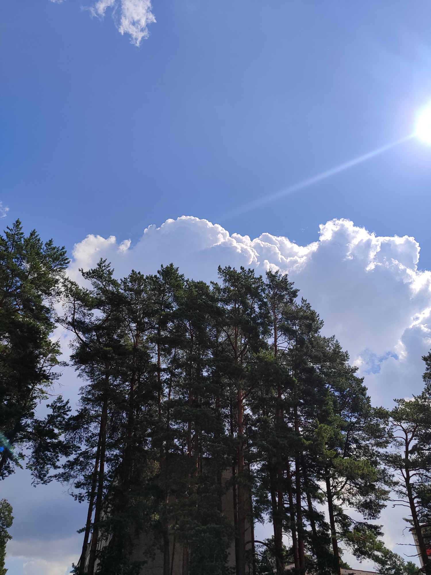 The image depicts a view looking upwards towards a bright blue sky with scattered white clouds. The sun is visible in the upper right corner, emitting bright rays of light. In the foreground, a dense stand of tall pine trees with dark green needles dominates the lower half of the frame. The trees are silhouetted against the sky and clouds, with their branches and trunks clearly defined. Some parts of the trees are in shadow, while others are illuminated by the sun. The overall impression is a serene and natural scene, likely in a park or forest area within a city, given the suggestion of buildings partially visible through the trees in the lower portion of the image. The image is taken from a low angle, emphasizing the height of the trees and the expanse of the sky.