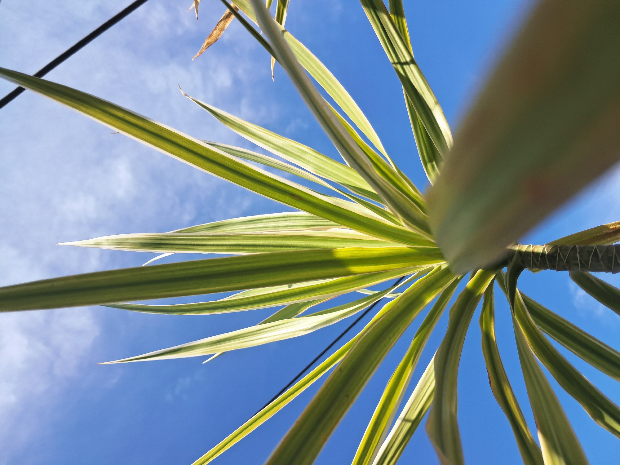The image is a low-angle shot of a plant with long, pointed leaves, possibly a Dracaena marginata or similar species, set against a bright blue sky with wispy clouds. The leaves are primarily green with lighter, yellowish edges. The plant's trunk is visible at the center of the image, with leaves radiating outwards. The sky provides a vivid backdrop, and what appear to be power lines cross the top of the frame. The photo could have been taken in Juan Griego, Venezuela, capturing local flora against a clear sky.