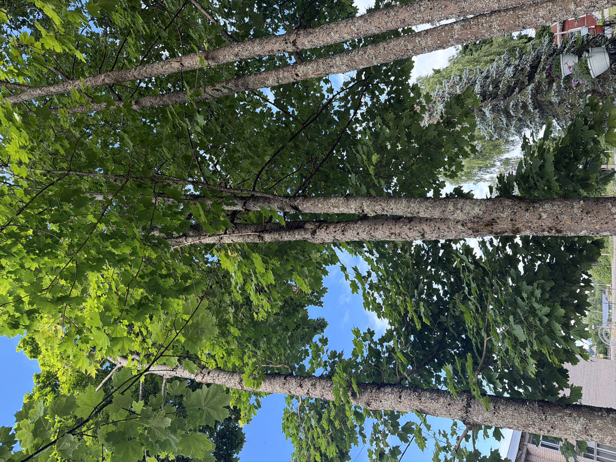 The image is an upward-looking view of several large trees with green leaves, set against a bright blue sky with scattered white clouds. The trees have thick, textured bark with lichen. The leaves are abundant and form a dense canopy, with some sunlight filtering through. In the background, there are glimpses of other trees, including what appear to be evergreen trees, and a brick building with windows. There are also some outdoor elements like planters and a fence. The scene suggests a bright, possibly sunny day, and the presence of trees and a building indicates an outdoor setting, possibly a park, backyard, or residential area. The perspective is from below, looking up into the branches of the trees. There is no discernible activity or event taking place, nor are there any people visible. The overall impression is one of natural scenery within a developed environment.