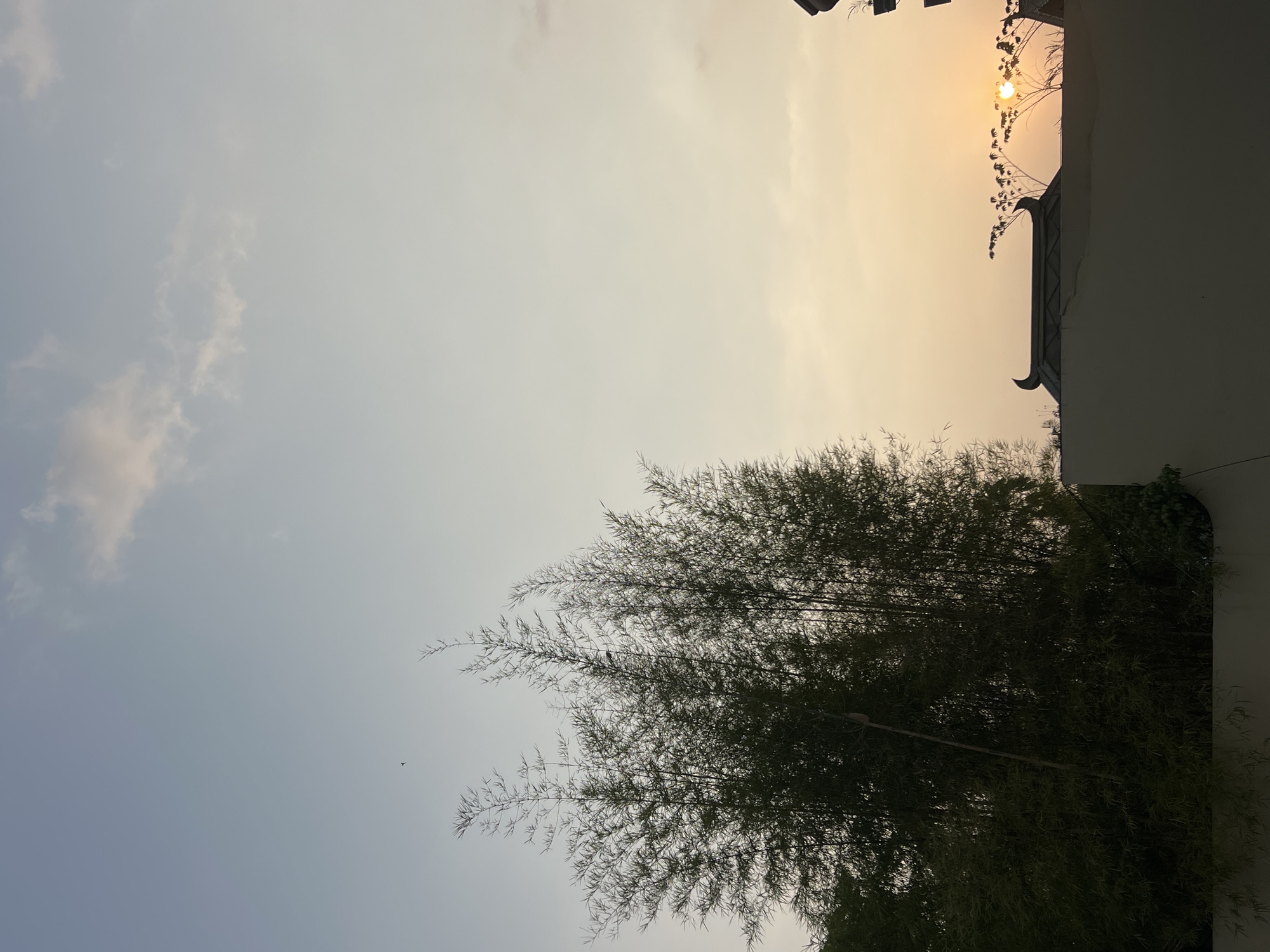 The image shows a sunset over a cityscape. The sky is a pale orange and yellow, with a few wispy clouds. The sun is a bright, hazy disc, partially obscured by the silhouettes of trees and buildings. In the foreground, there is a light-colored wall, behind which a traditional-style roof with curved eaves is visible. To the left, a dense cluster of bamboo trees is silhouetted against the sky. A small bird is visible in the upper left quadrant of the image. The image appears to be taken from a rooftop or elevated position. The scene does not provide any specific details that would indicate its location within Yogyakarta, Indonesia, beyond it being an urban or semi-urban environment.