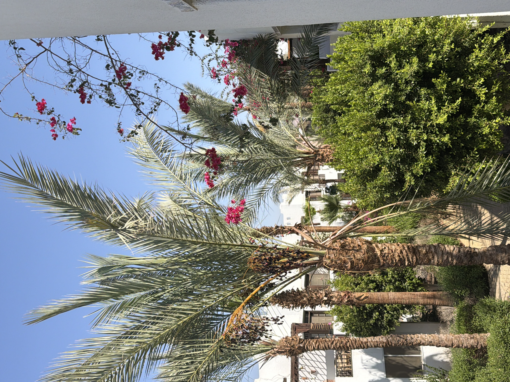 A sunny, outdoor scene in Sharm El Sheikh, Egypt, features several palm trees with ripening dates and vibrant pink bougainvillea flowers against a clear blue sky. In the foreground, a large, dense green shrub is visible. In the background, white buildings with wooden accents suggest a resort or residential area. The image is taken from a slightly elevated perspective, looking out over a paved walkway. There are no people or animals in the frame. The overall impression is one of a tropical or subtropical environment during daylight hours.
