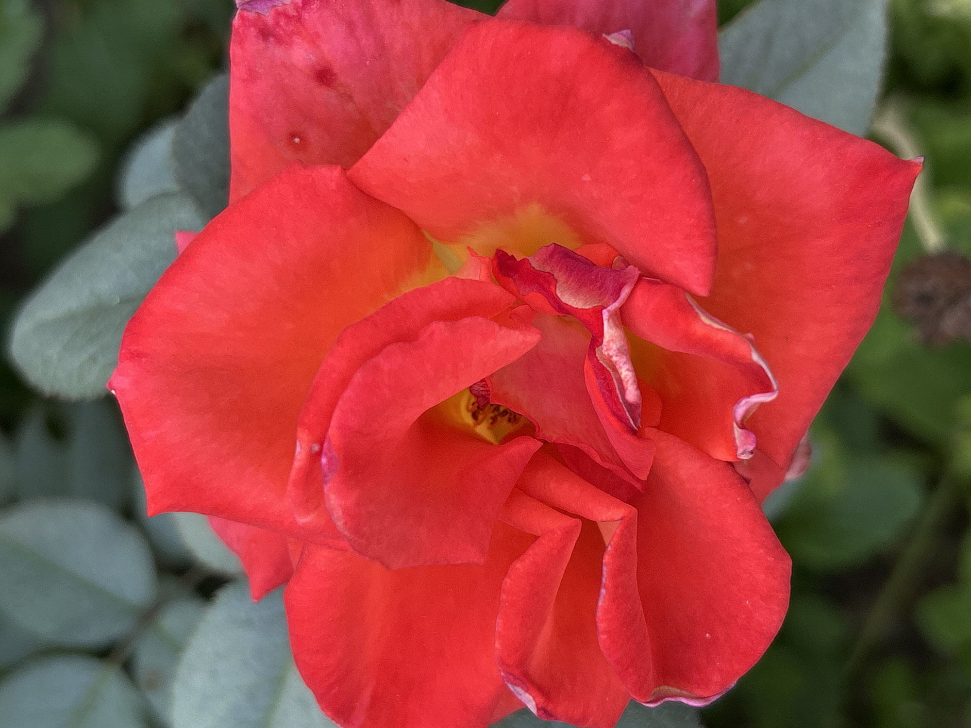 A close-up, overhead shot shows a vibrant red rose with some of its petals unfurling. The rose's center is a mix of yellow and red, with hints of purple on some of the edges of the petals. The petals have a soft, velvety texture, and some have slight blemishes or imperfections. The background is softly blurred, showing glimpses of green leaves and darker foliage, suggesting an outdoor setting, possibly a garden. The lighting appears natural, highlighting the rich color of the rose. There is no discernible text or indication of a specific time of day or weather conditions.