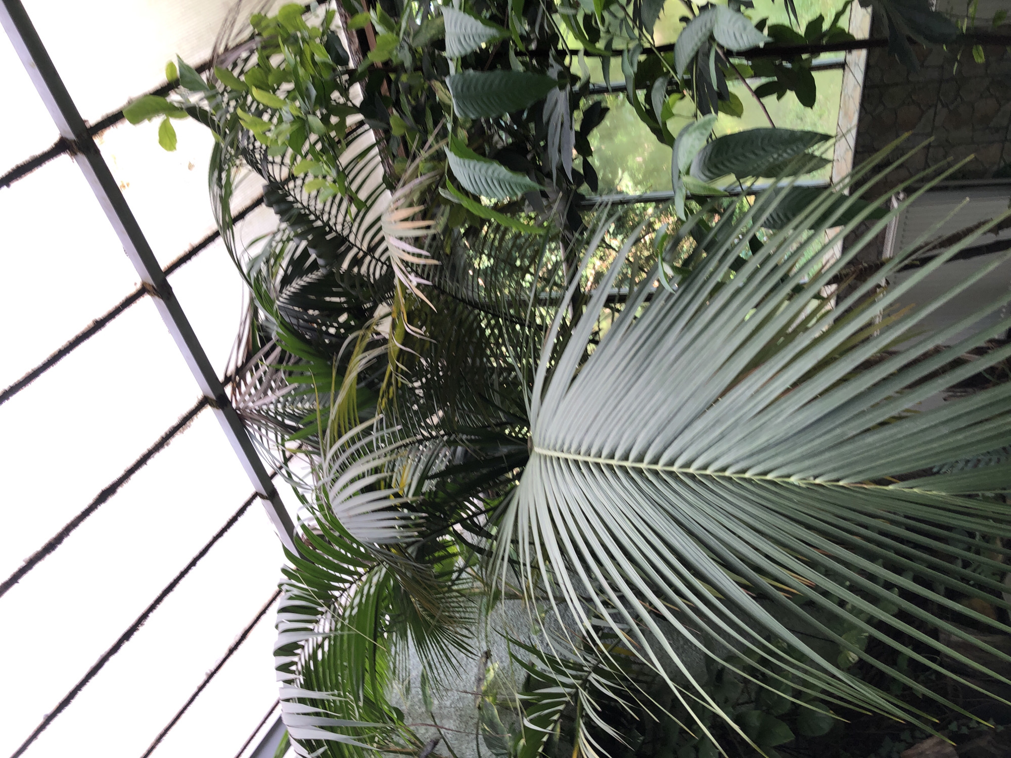 The image shows a close-up view of palm fronds and other lush green foliage inside a greenhouse. The fronds are a light green color and extend downwards, with many thin, parallel leaves. In the background, more greenery is visible, as well as a stone wall and a window. The ceiling of the greenhouse is made of glass panels supported by metal beams, which are slightly dusty. The overall impression is one of a tropical or subtropical environment being cultivated indoors. The image does not provide any explicit information about the city of Lviv, Ukraine, nor does it contain any people or specific actions. It is a still image focusing on the botanical subject matter within the greenhouse.