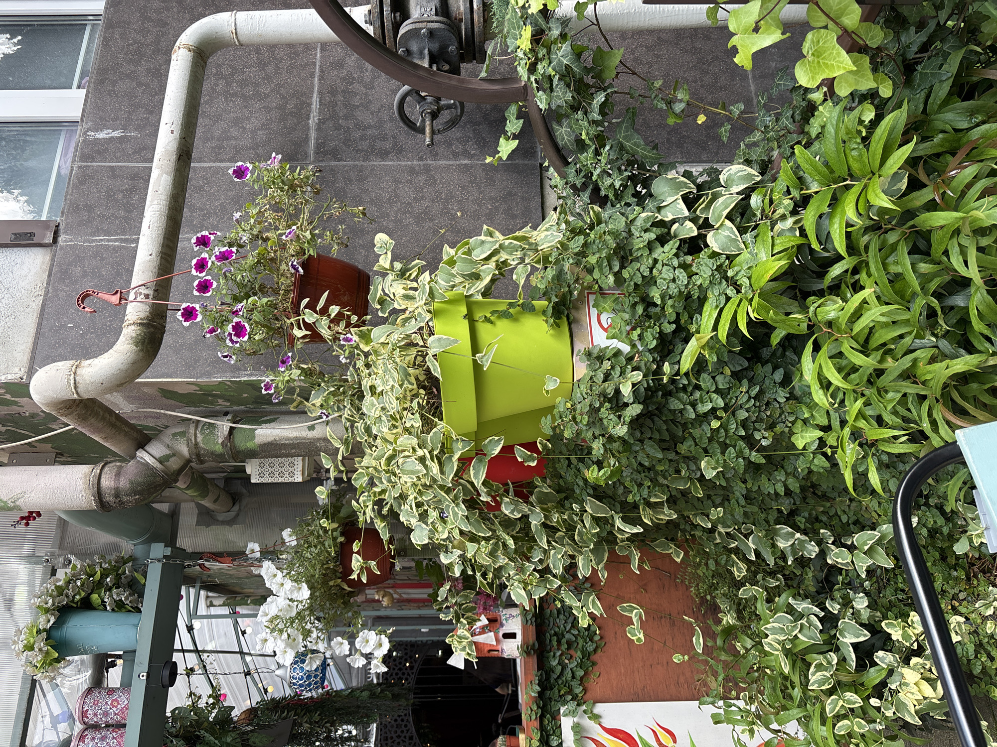 The image depicts an outdoor scene with an abundance of greenery and potted plants, likely in a courtyard or balcony area. The environment features a textured, dark gray wall as a backdrop, with large, industrial-style pipes running horizontally and vertically. Some of these pipes show signs of wear and age, with visible staining and what appears to be moss or algae growth.
In the foreground and mid-ground, several potted plants are arranged. A bright, lime-green pot holds a cascading plant with variegated leaves, its vines spilling over the edges. To the left of this, a red pot contains a similar cascading plant, and further left, a brown pot holds white flowers. Above these, a teal watering can is filled with white faux flowers, resting on a shelf.
Hanging from one of the pipes is a brown pot containing purple and white petunias, its vibrant blooms adding a splash of color. The ground is covered in lush, dense foliage, including ivy and other leafy plants, creating a very natural and somewhat overgrown aesthetic.
In the background, through a glass structure, glimpses of what appear to be interior lighting, other decorative items, and possibly windows are visible. There are also decorative string lights hanging. To the far right, a large, dark metal wheel-like object is attached to some machinery, possibly related to the pipes. There is no indication of people or animals in the image.
The scene gives the impression of a well-established, perhaps slightly wild, garden space integrated with industrial elements. The overall atmosphere is one of lushness and a blend of nature and man-made structures. There is no information available to confirm the specific location in the city of Sochi, Russia.