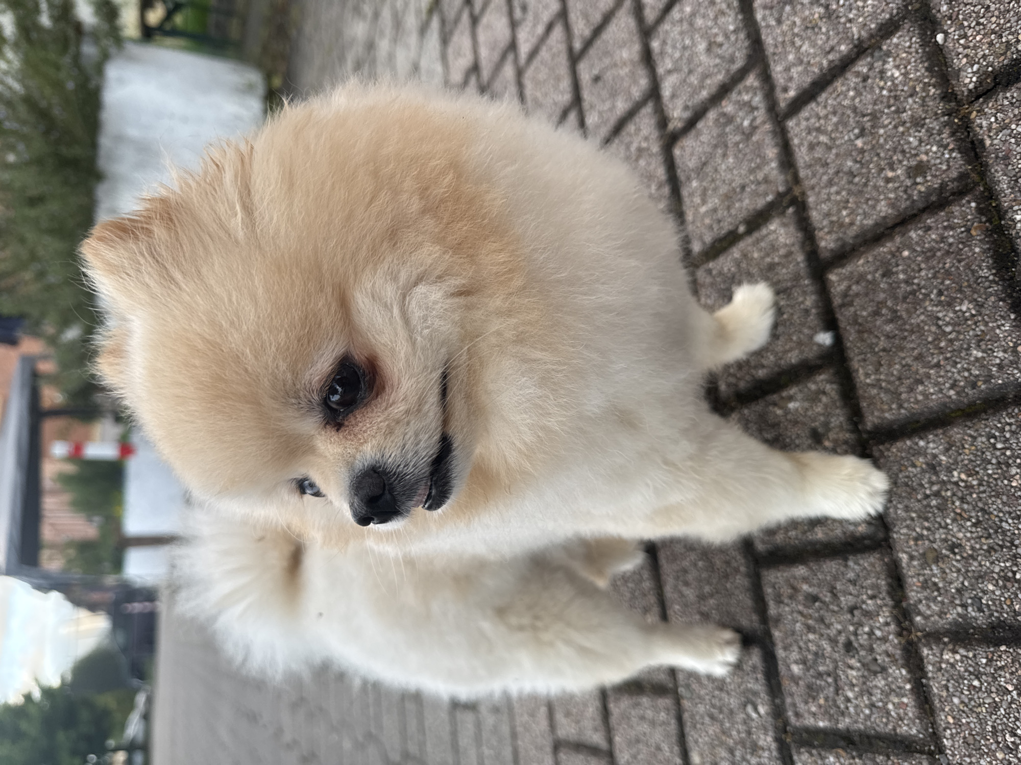 A light-colored Pomeranian dog stands on a paved surface. The dog has fluffy fur and black eyes. The pavement consists of gray bricks. In the background, there is a glimpse of greenery and buildings. This scene may have taken place in Bietigheim-Bissingen, Germany.