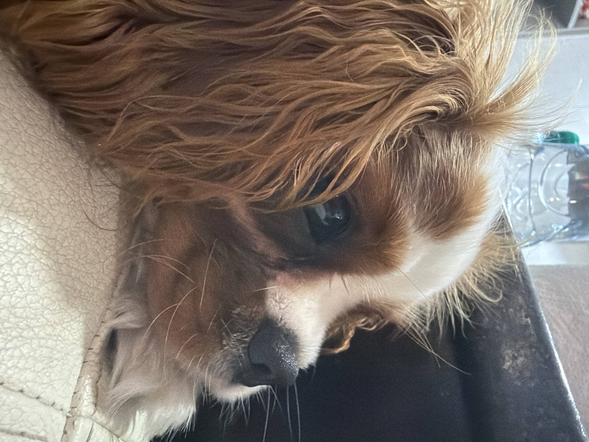 A close-up shot shows the face of a Cavalier King Charles Spaniel dog. The dog is resting on a textured, light-colored surface, possibly a couch or cushion, on its left side. Its fur is a mix of brown and white, with long, wavy brown hair covering its head and ears. The dog's dark eye is visible, looking towards the right of the frame. Its nose is dark and wet, with long white whiskers fanning out from its muzzle.
In the background, a plastic water bottle with a green cap is visible, along with what appears to be a blurry interior setting. The lighting suggests daytime, though no specific time is discernible. The overall mood is peaceful and relaxed, with the dog appearing comfortable and content. There is no visible text in the image.