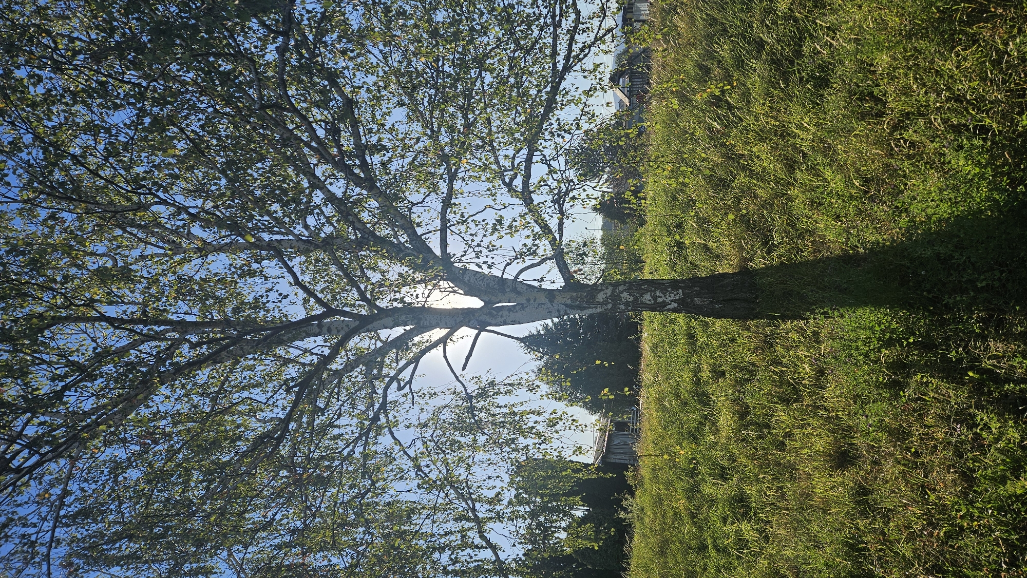 The image depicts a birch tree in the foreground, its branches reaching upwards against a clear blue sky. Sunlight filters through the leaves, creating a dappled effect. The tree stands on a grassy slope with tall green and yellow grass. In the background, a few small structures, possibly sheds or outbuildings, are visible amongst trees and vegetation. The overall setting suggests a rural or semi-rural environment, possibly on the outskirts of a city. Based on the provided information that this image is from Prešov, Slovakia, the scene could be interpreted as a park, a private garden, or an undeveloped area within or near the city. There are no people or animals visible in the image. The lighting indicates it is daytime, with the sun positioned high in the sky.