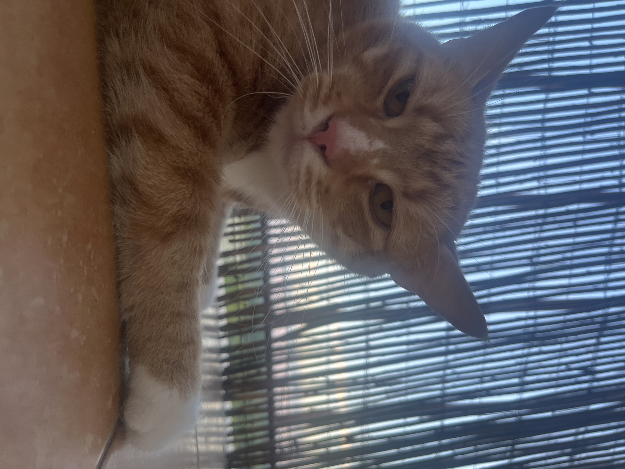 The image is a close-up, low-angle shot of an orange tabby cat with white paws, resting on a tiled surface. The cat is looking directly at the camera with a slightly grumpy expression, its eyes narrowed. Behind the cat is a textured background consisting of vertical bamboo or reed-like structures, which appear to be part of a screen or fence, allowing diffused light to pass through, suggesting an outdoor or semi-outdoor setting. The overall lighting is soft and somewhat dim, with the sky visible through the background elements, indicating it may be dusk or early morning. There is no indication of the cat's location within the city of Zabrze, Poland, or any specific urban environment. The scene is static, with the cat in a relaxed, resting pose.