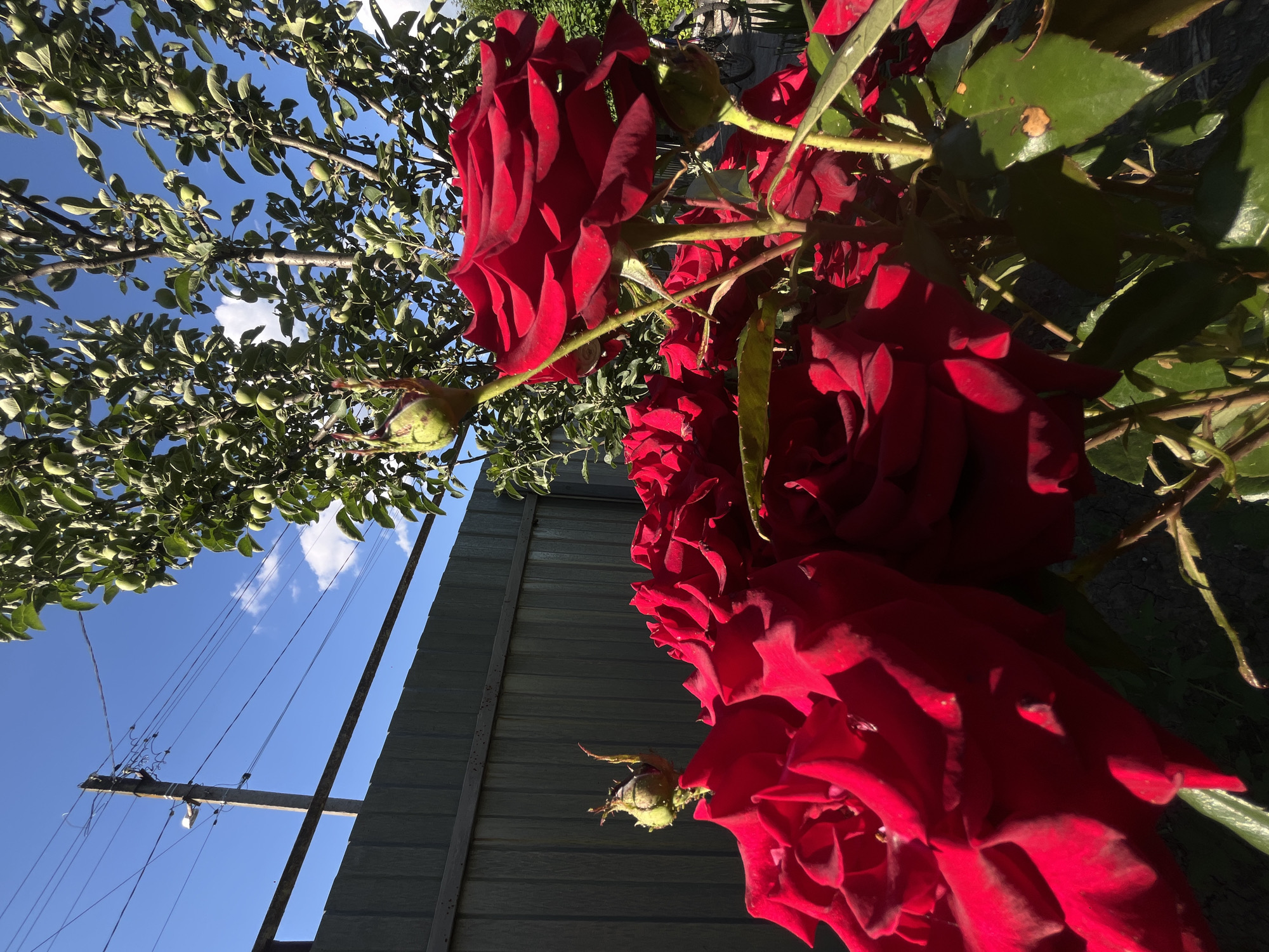 A low-angle shot captures a cluster of vibrant red roses in full bloom, their velvety petals illuminated by bright sunlight. The roses are positioned in the foreground, with their thorny stems and green leaves clearly visible. Behind the roses, a grey wooden fence runs horizontally across the middle of the frame. Above the fence, a bright blue sky with a few wispy white clouds forms the backdrop. On the left side of the image, a leafy tree with small, green fruits drapes over the scene, its branches reaching towards the sky. A utility pole with electrical wires is also visible against the blue sky. The scene appears to be set in a garden or yard, likely in a rural or suburban area given the fence and utility pole. The strong sunlight suggests it is daytime, likely mid-morning or afternoon, and the weather is clear and pleasant. The image evokes a feeling of natural beauty and a peaceful, outdoor setting. There is no visible text in the image.