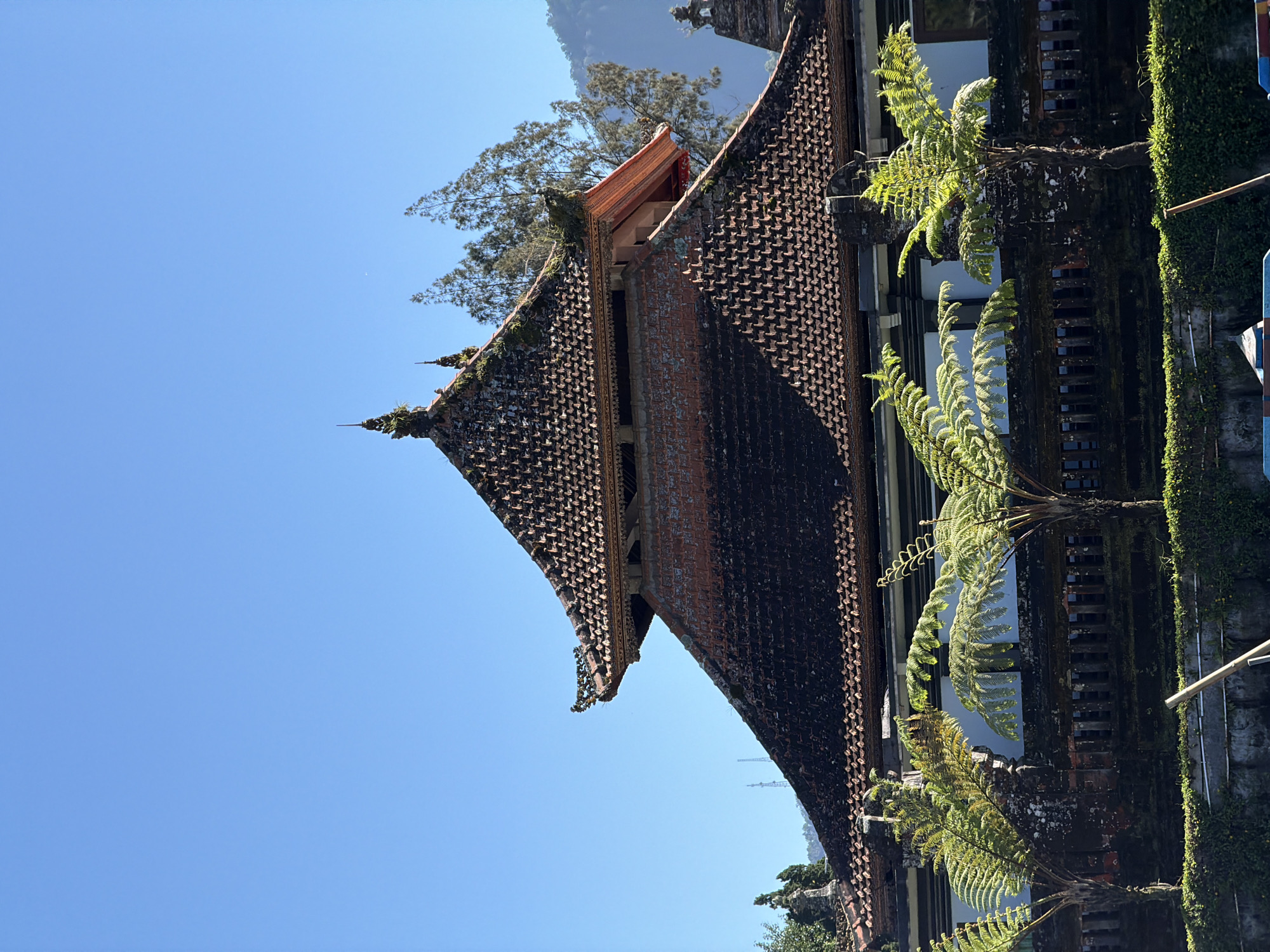 A Balinese temple with tiered roofs is visible against a clear blue sky. The temple features dark, moss-covered roof tiles and ornate architectural details. In the foreground, several fern trees with vibrant green fronds are planted. A low, dark stone wall, also covered in moss, runs along the base of the temple. The overall scene suggests a serene and traditional setting.