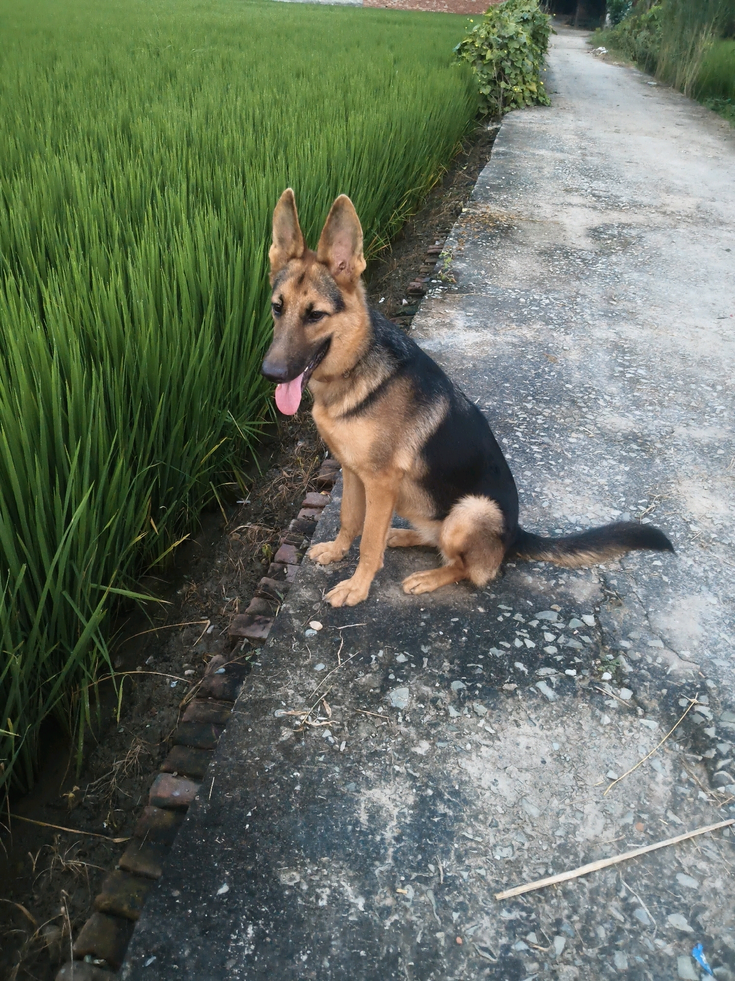 A medium shot captures a German Shepherd dog sitting on a textured concrete path next to a lush green rice paddy. The dog, predominantly tan and black, faces left with its tongue hanging out. The path is mottled with grey and black patches and scattered pebbles. A line of reddish-brown bricks separates the path from the muddy soil bordering the rice field. The rice paddy, dense and vibrant green, occupies the left side of the frame, extending upwards. A dirt path with some vegetation is visible to the right, leading away from the scene. The lighting suggests it is late afternoon or early evening. The image does not contain any identifiable landmarks or clues to pinpoint a specific location within Rajbaliya, India.